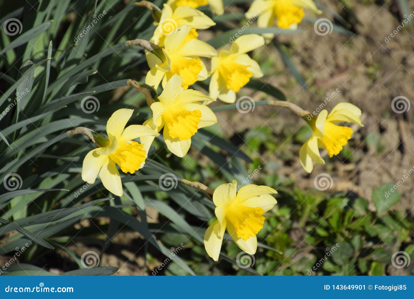 Blooming Buds of Daffodils in Flower Bed Stock Image Image of herb