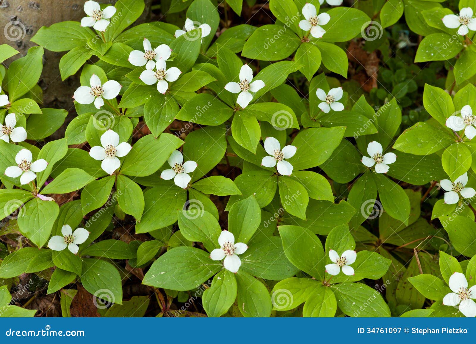 blooming bunchberry carpet cornus canadensis