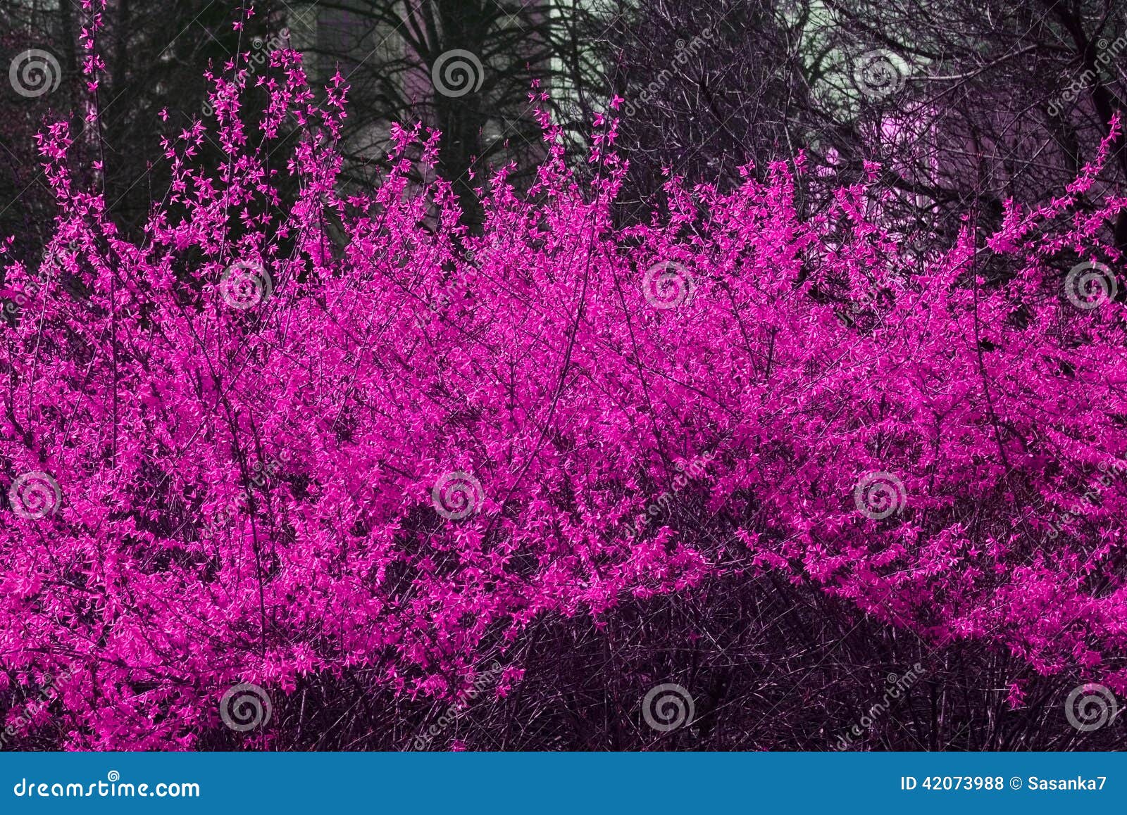 Blooming bush. Close up pink blooming branches