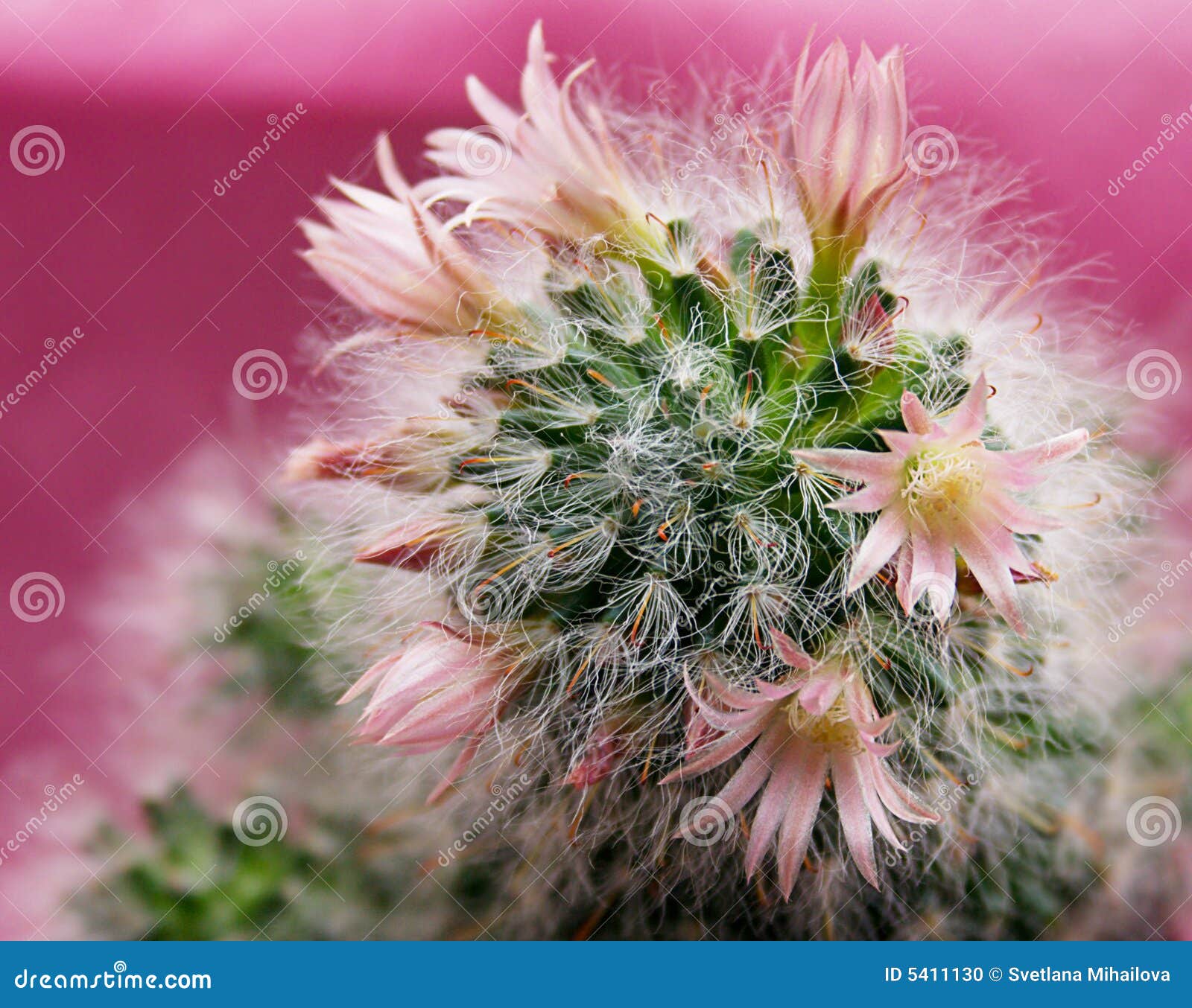 My Image 24
