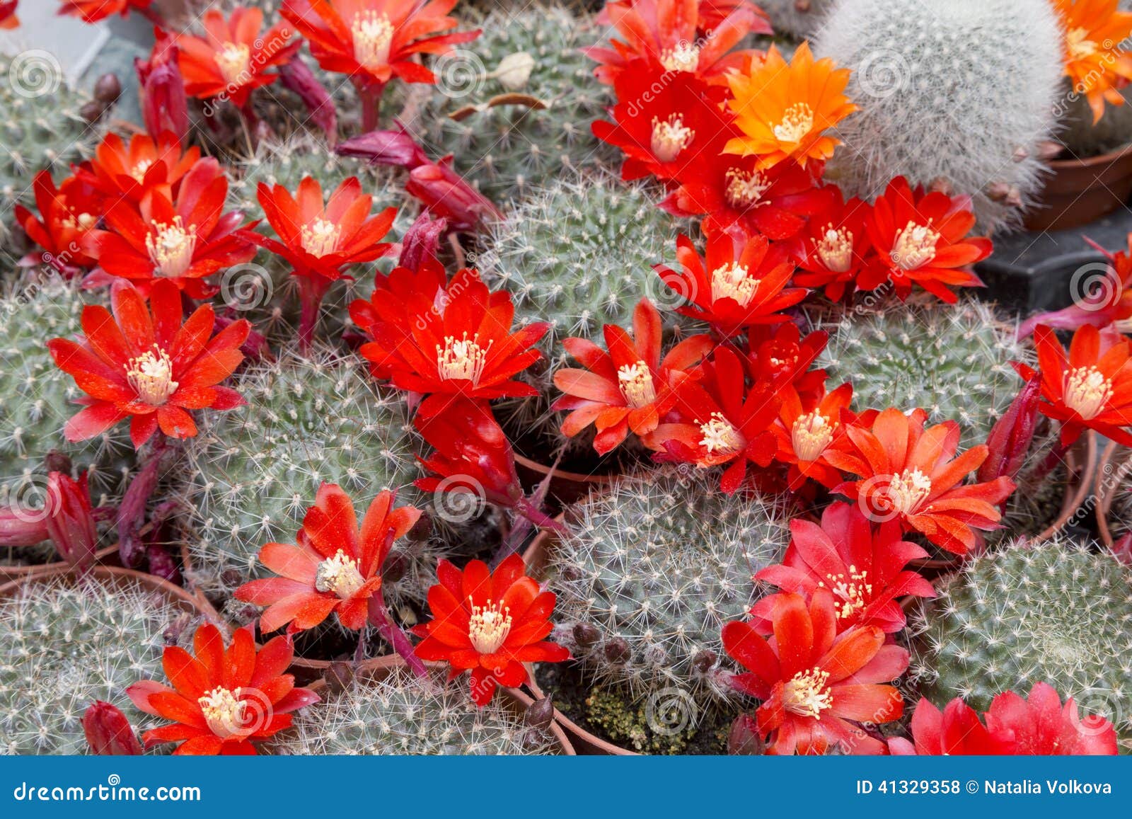 Blooming cactus stock photo. Image of cacti, bright, decorative 41329358