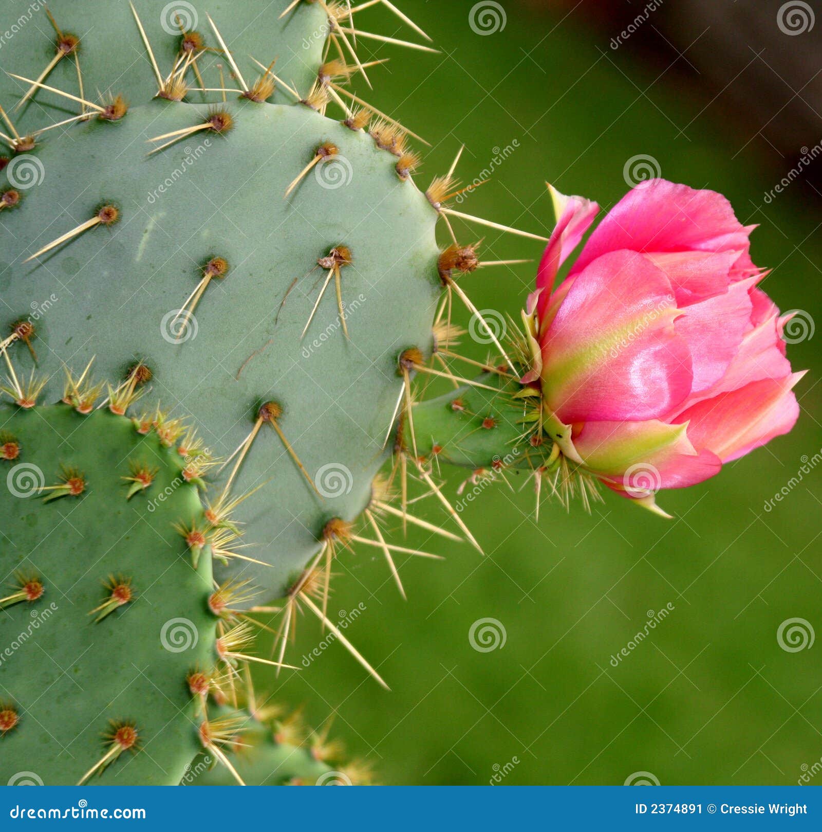 Blooming cactus flower stock image. Image of pink, blossom 2374891