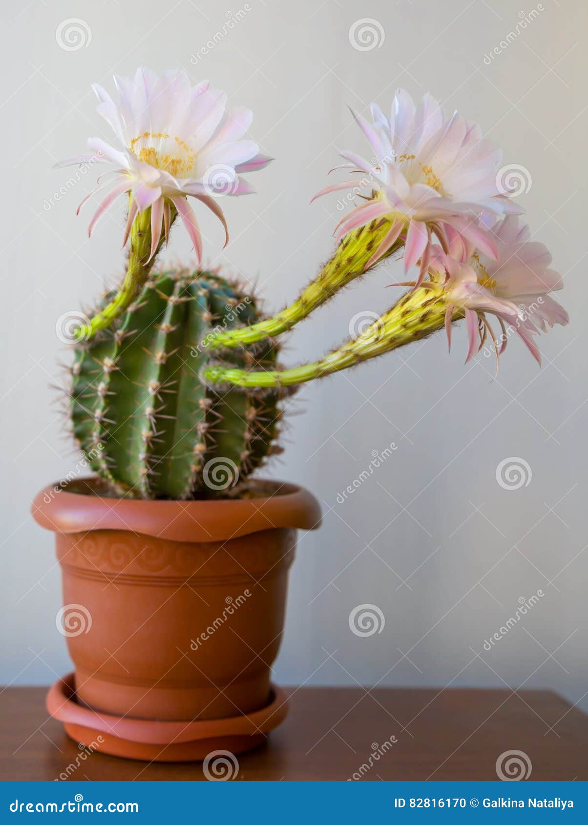 Blooming cactus at home stock photo. Image of summer 82816170