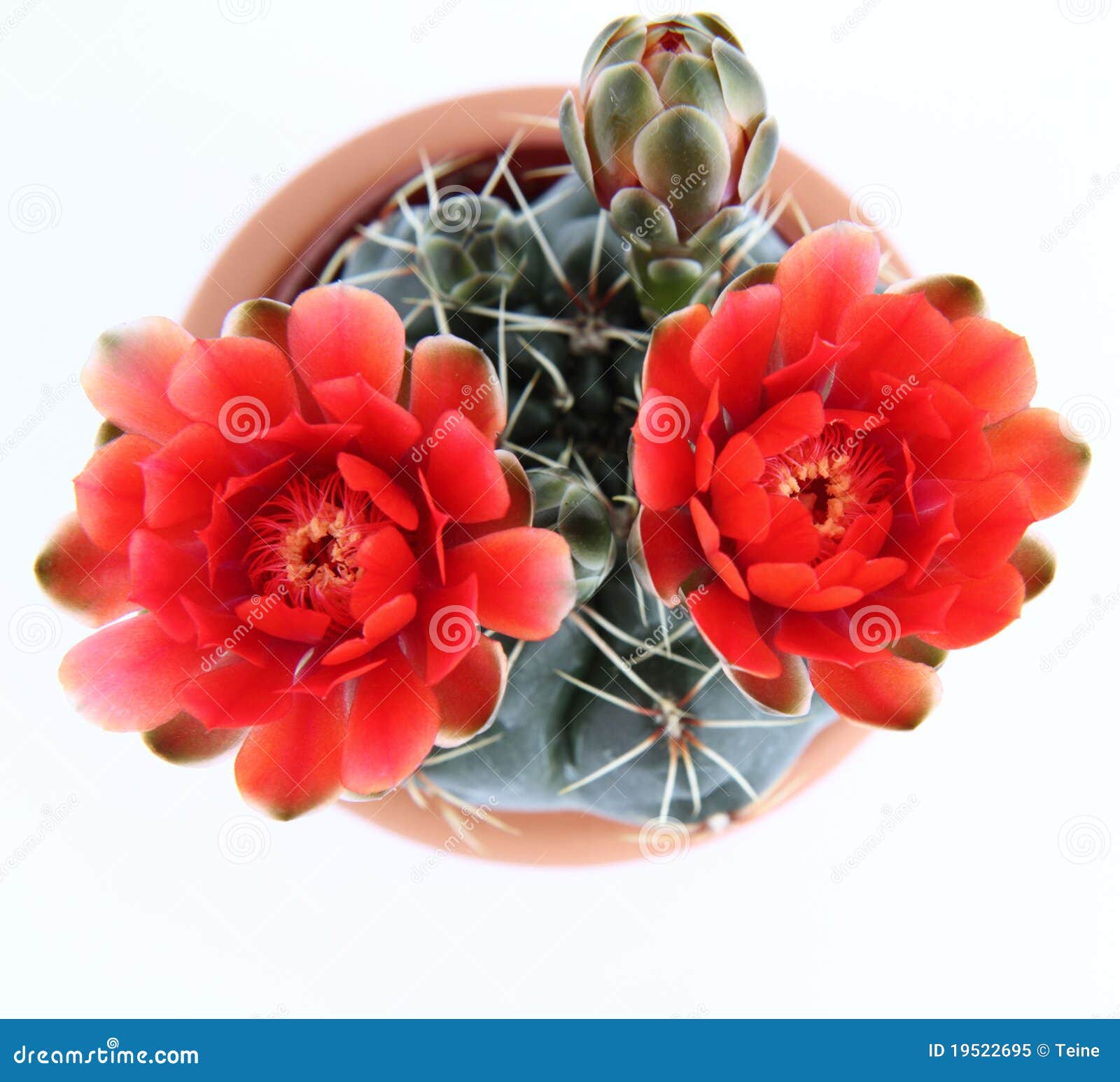 Blooming cactus plant stock image. Image of wild, grow 19522695