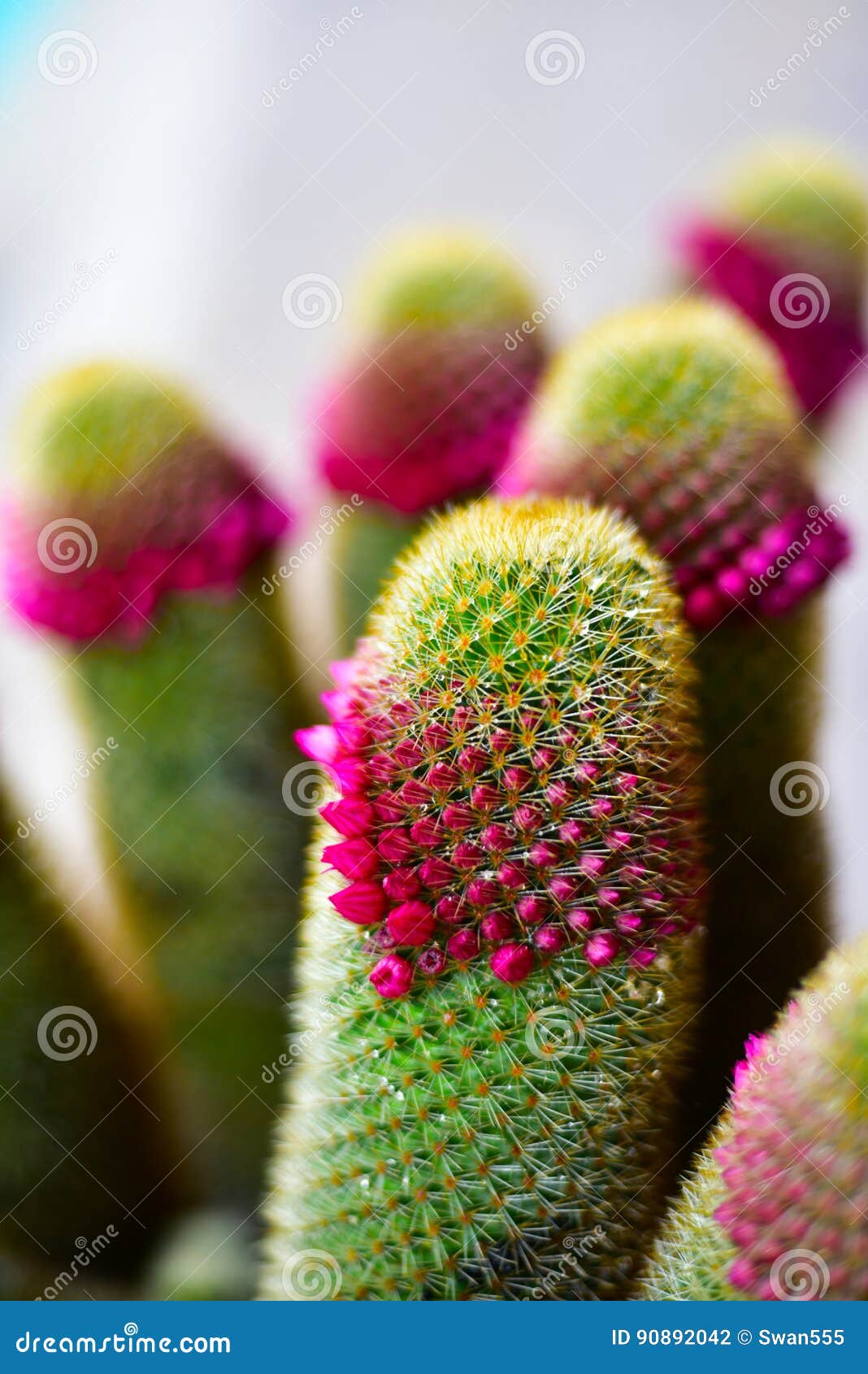  Blooming  cactus  in pot  stock photo Image of blossoming 