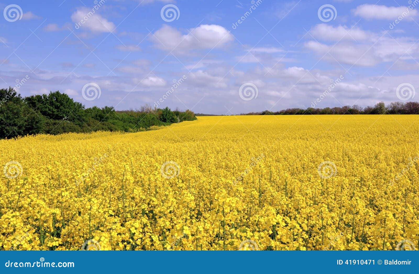 blooming canola fields