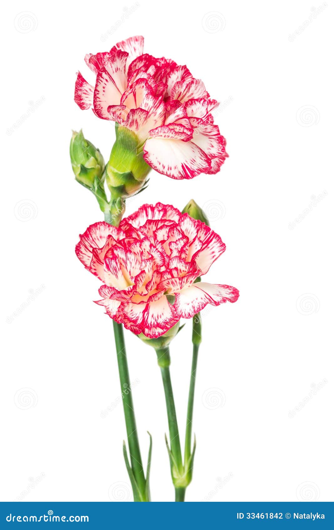 Blooming carnation stock photo. Image of flower, green 33461842