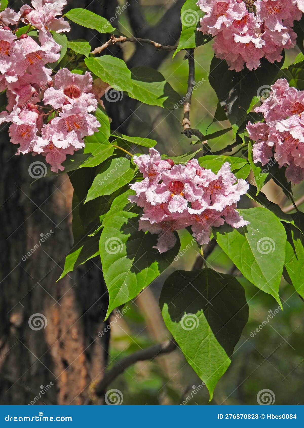 the blooming catalpa bungei