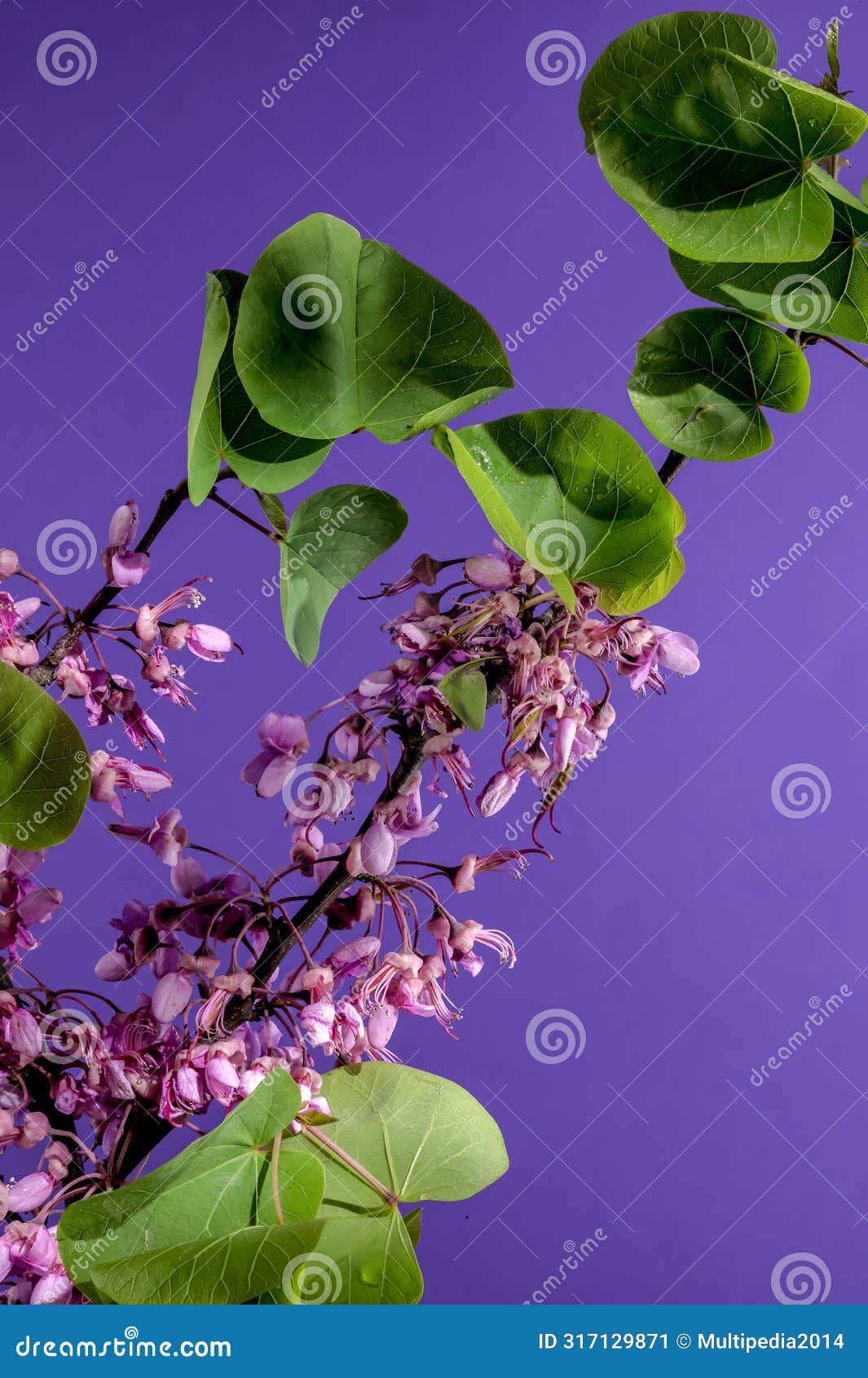 blooming cercis siliquastrum on a purple background