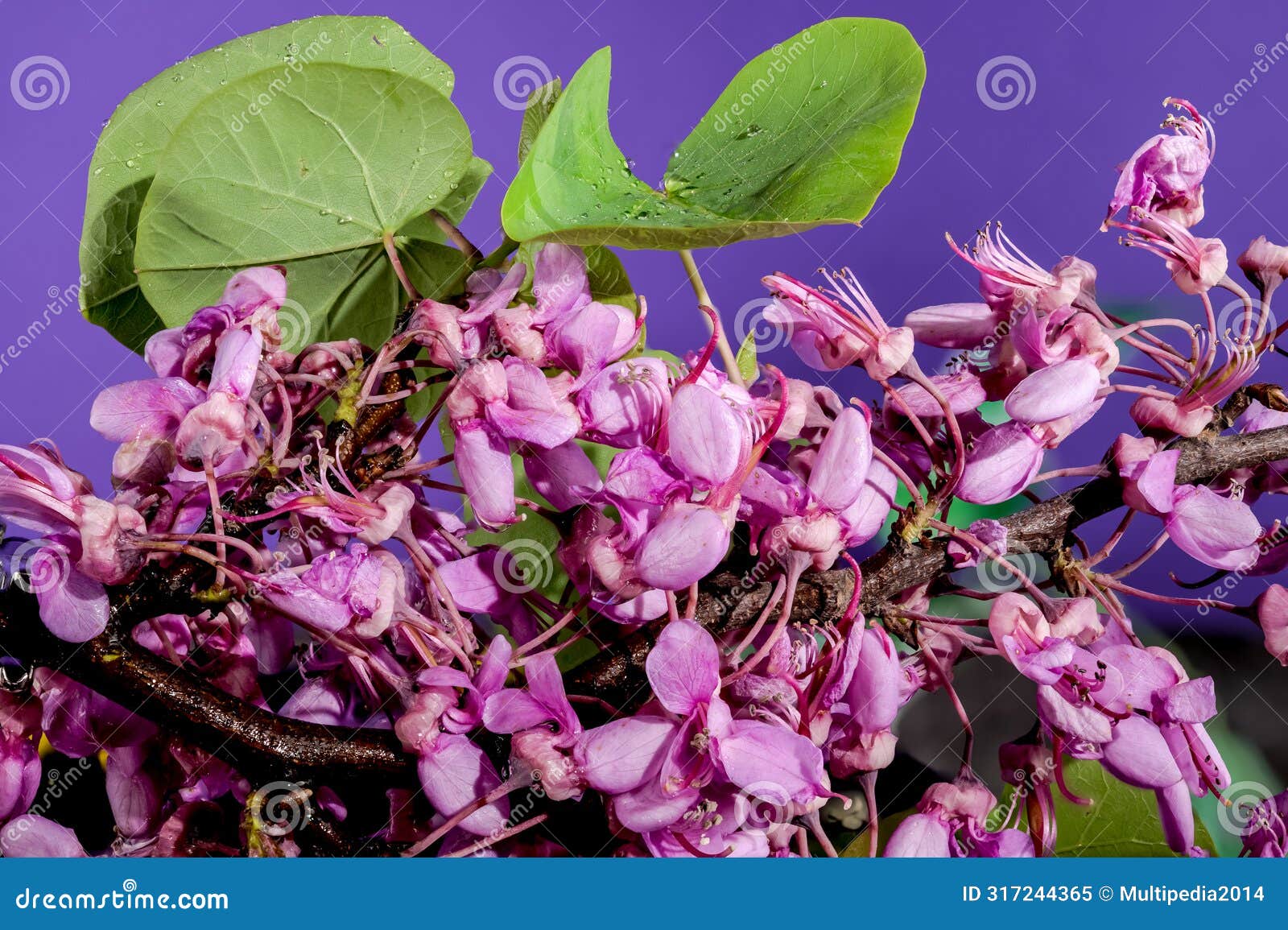 blooming cercis siliquastrum on a purple background