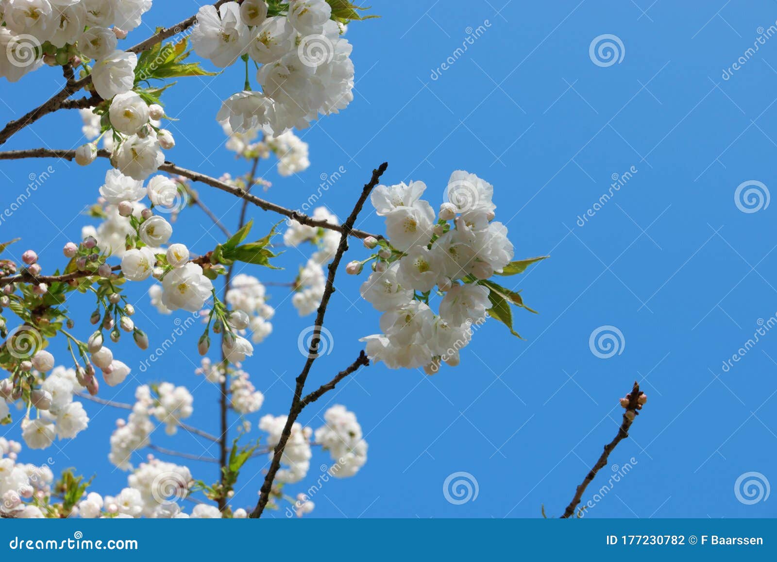 Blooming Cherry Blossom, Spring in the Netherlands with Colorful Easter ...