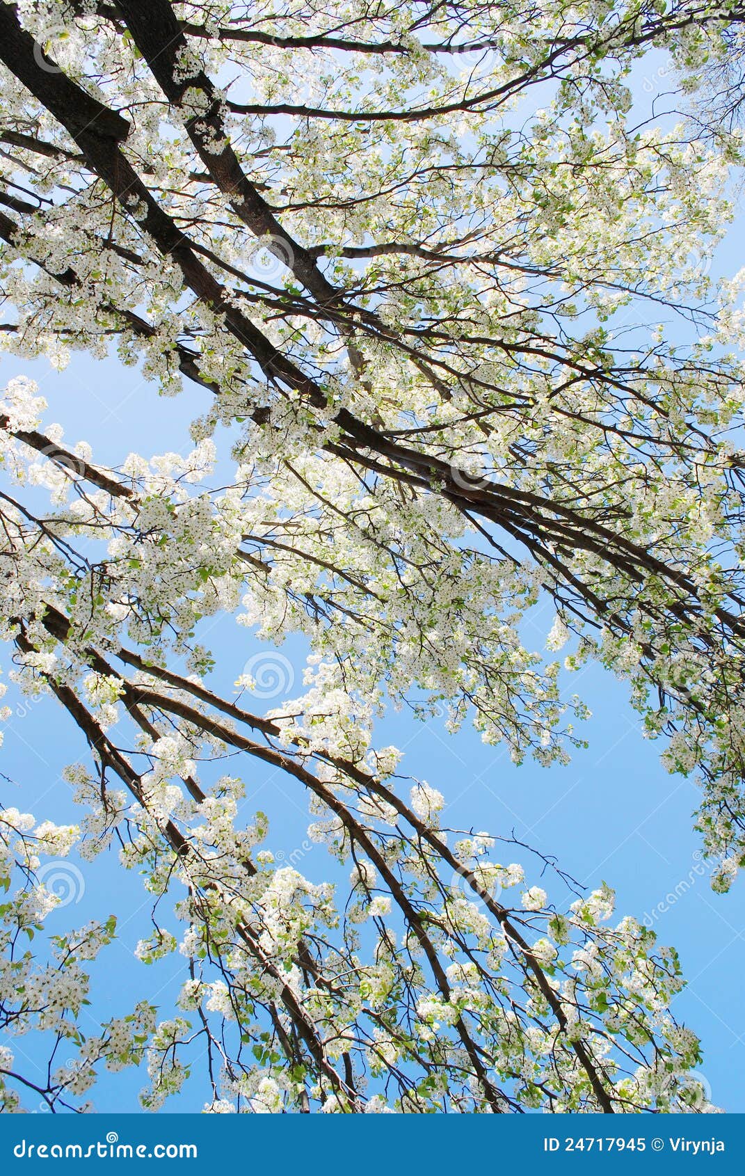 Blooming Cherry Tree Branches Stock Image Image of petal, branch