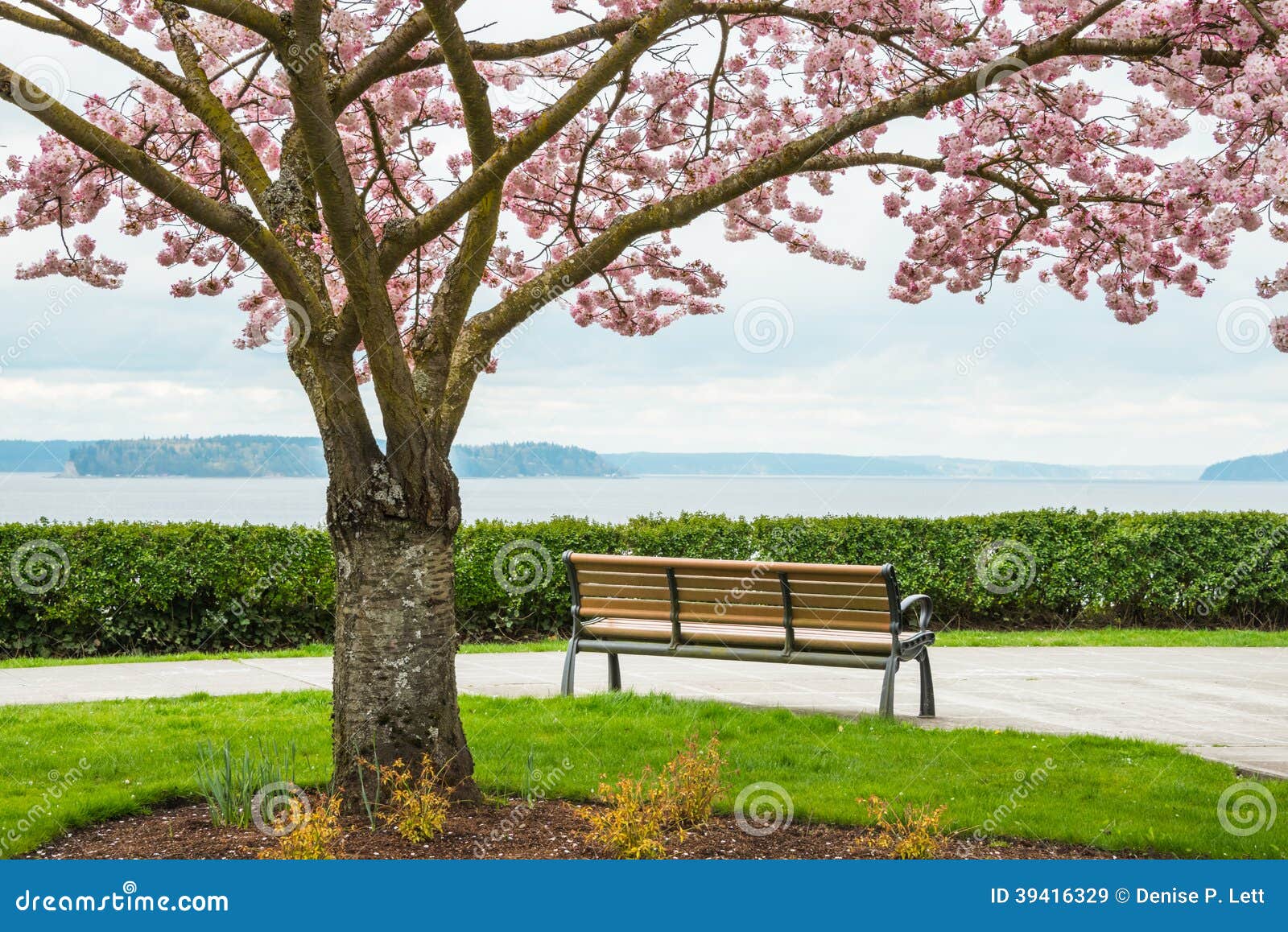 blooming cherry tree park bench sea