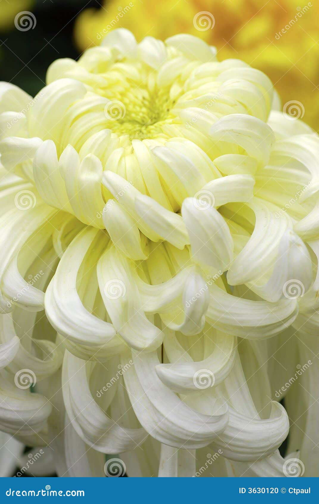 Blooming Chinese Chrysanthemum Stock Photo Image of plant, wild 3630120