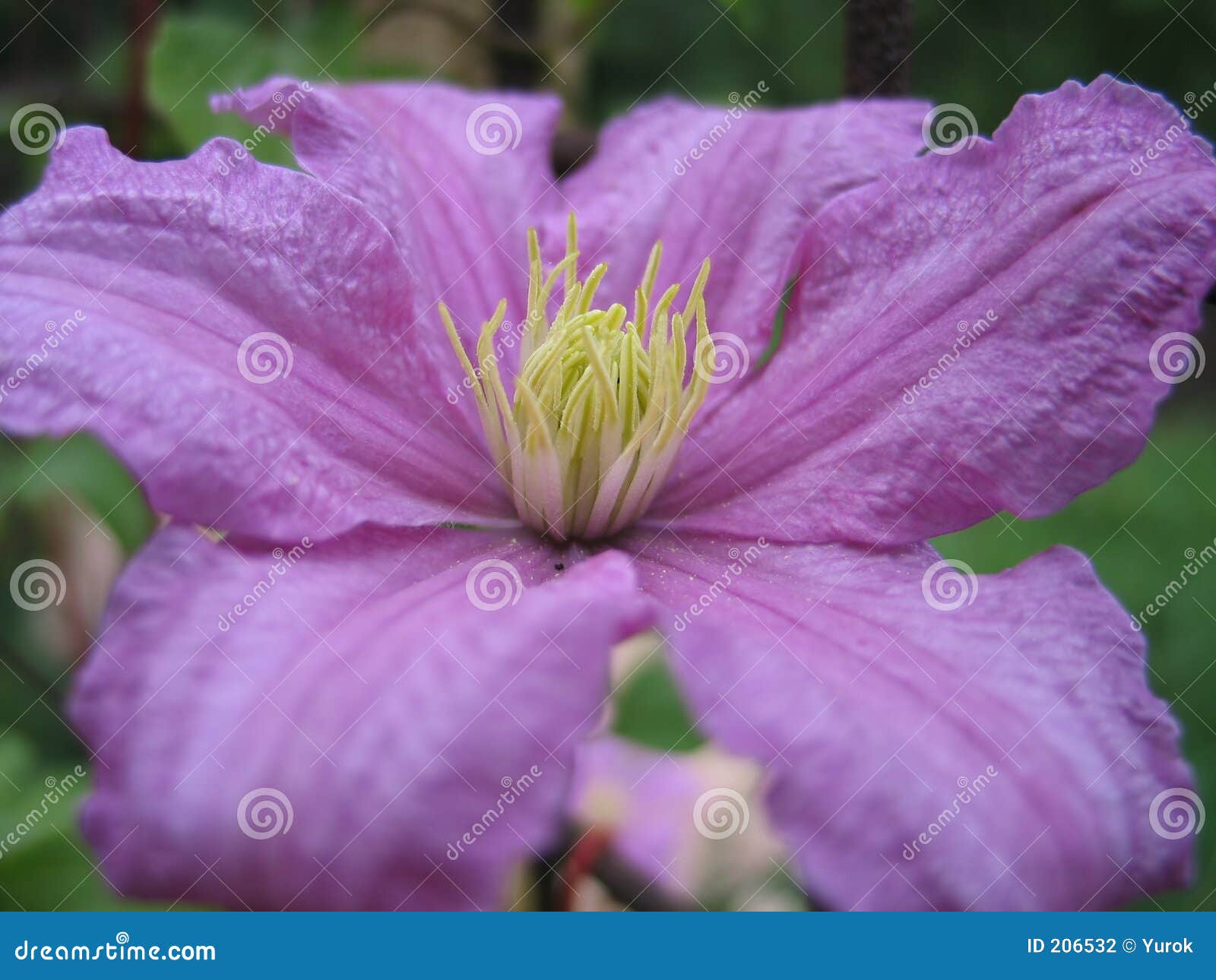 Blooming clematis stock photo. Image of gaudy, blossoming 206532