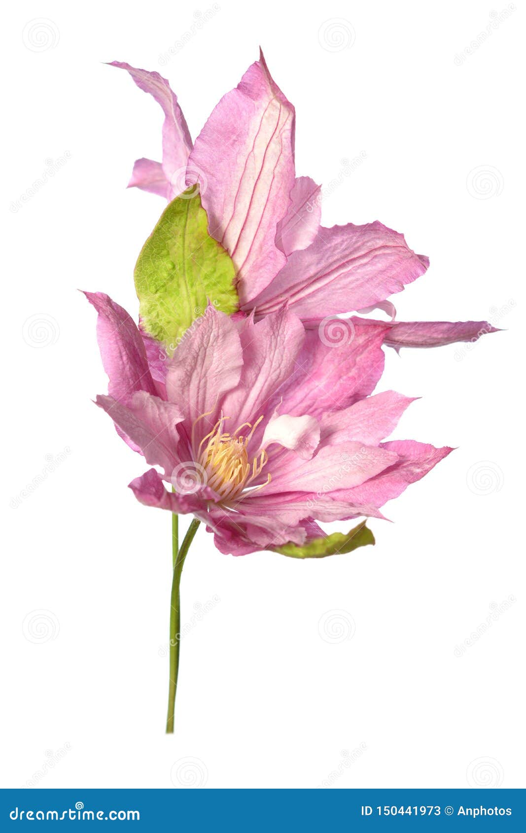 Blooming clematis pink stock image. Image of beauty 150441973