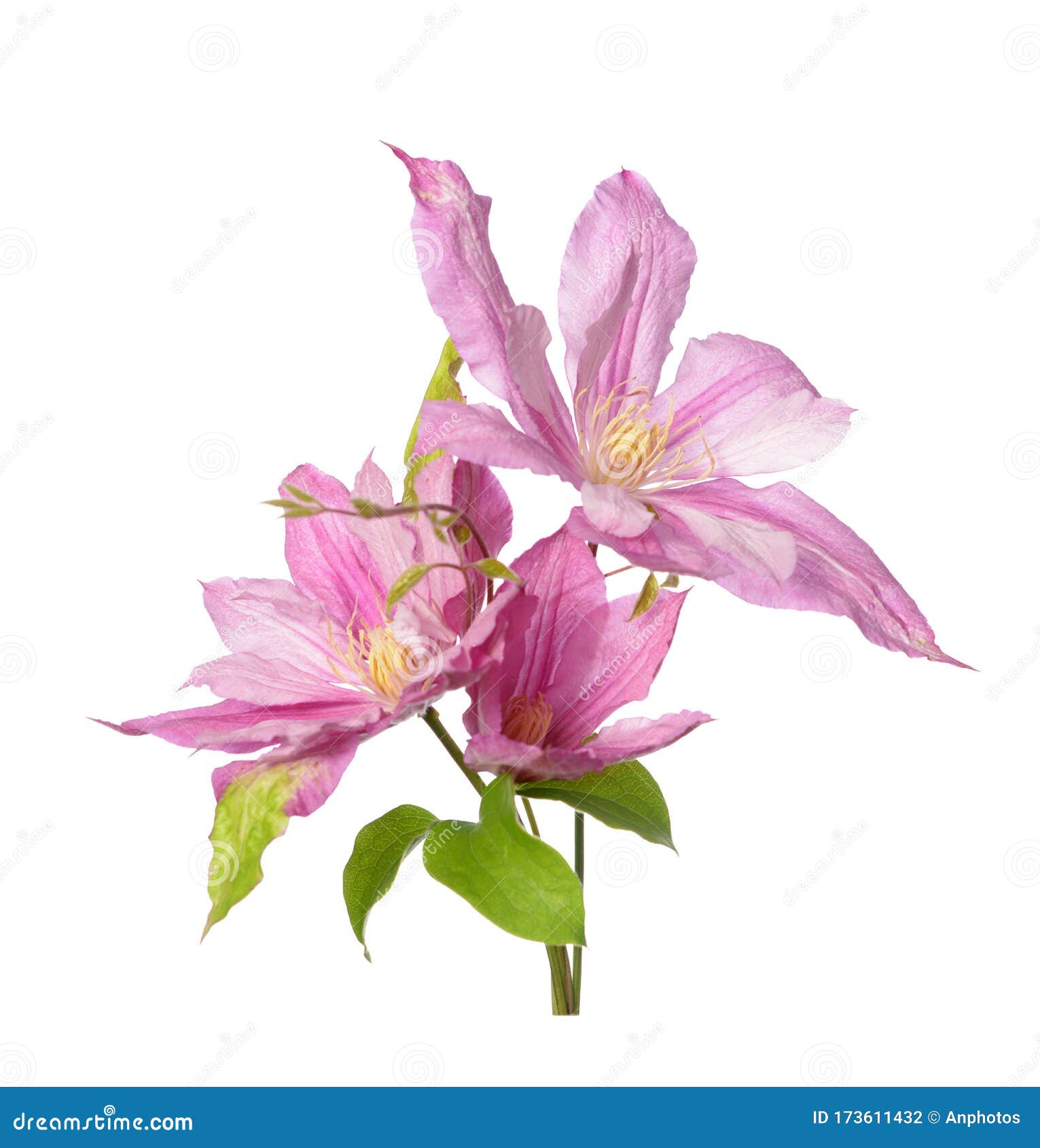 Blooming clematis pink stock photo. Image of isolated 173611432