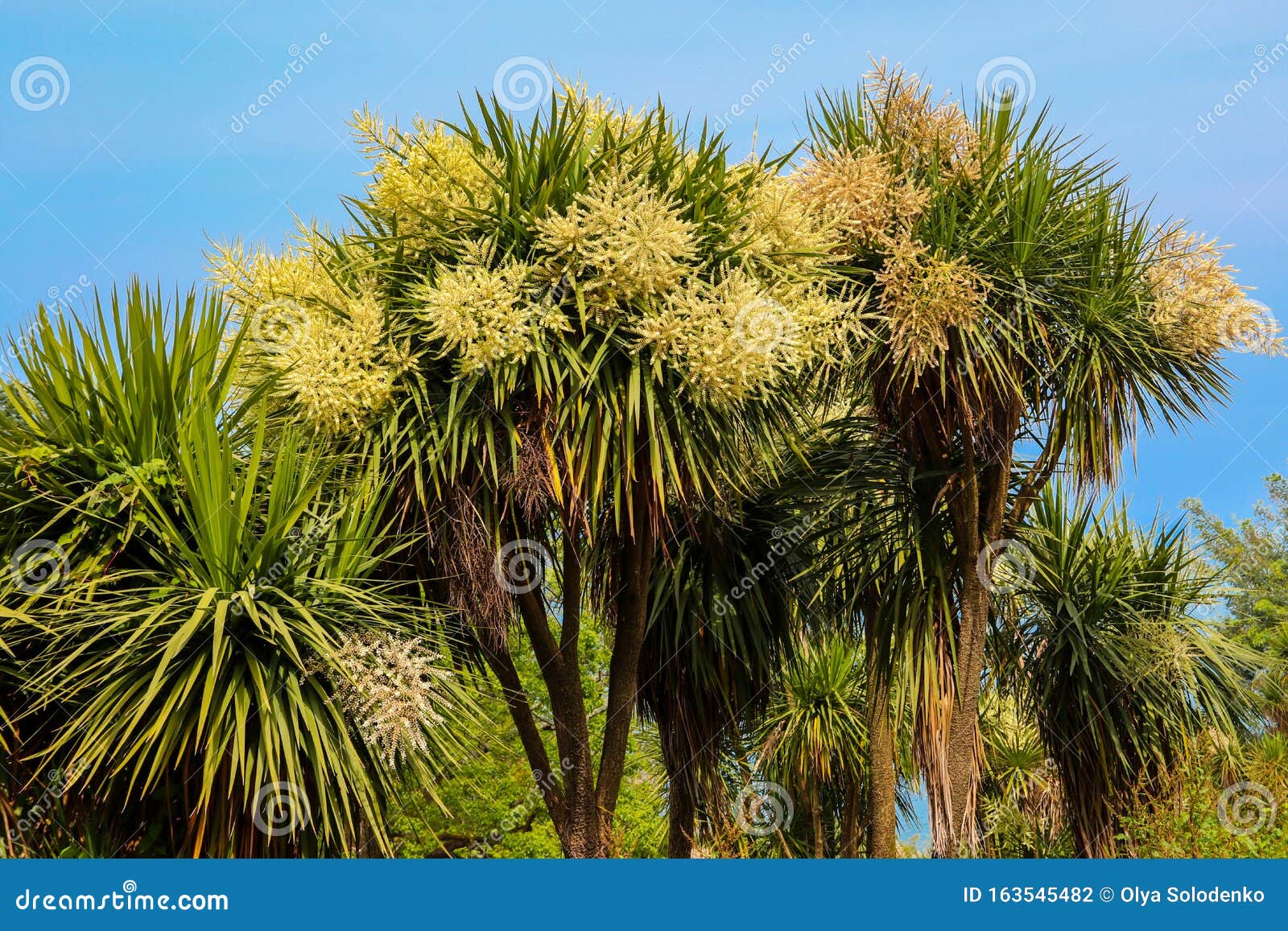 TÌNH YÊU CÂY CỎ ĐV4 - Page 82 Blooming-cordyline-australis-trees-cabbage-tree-palm-park-163545482