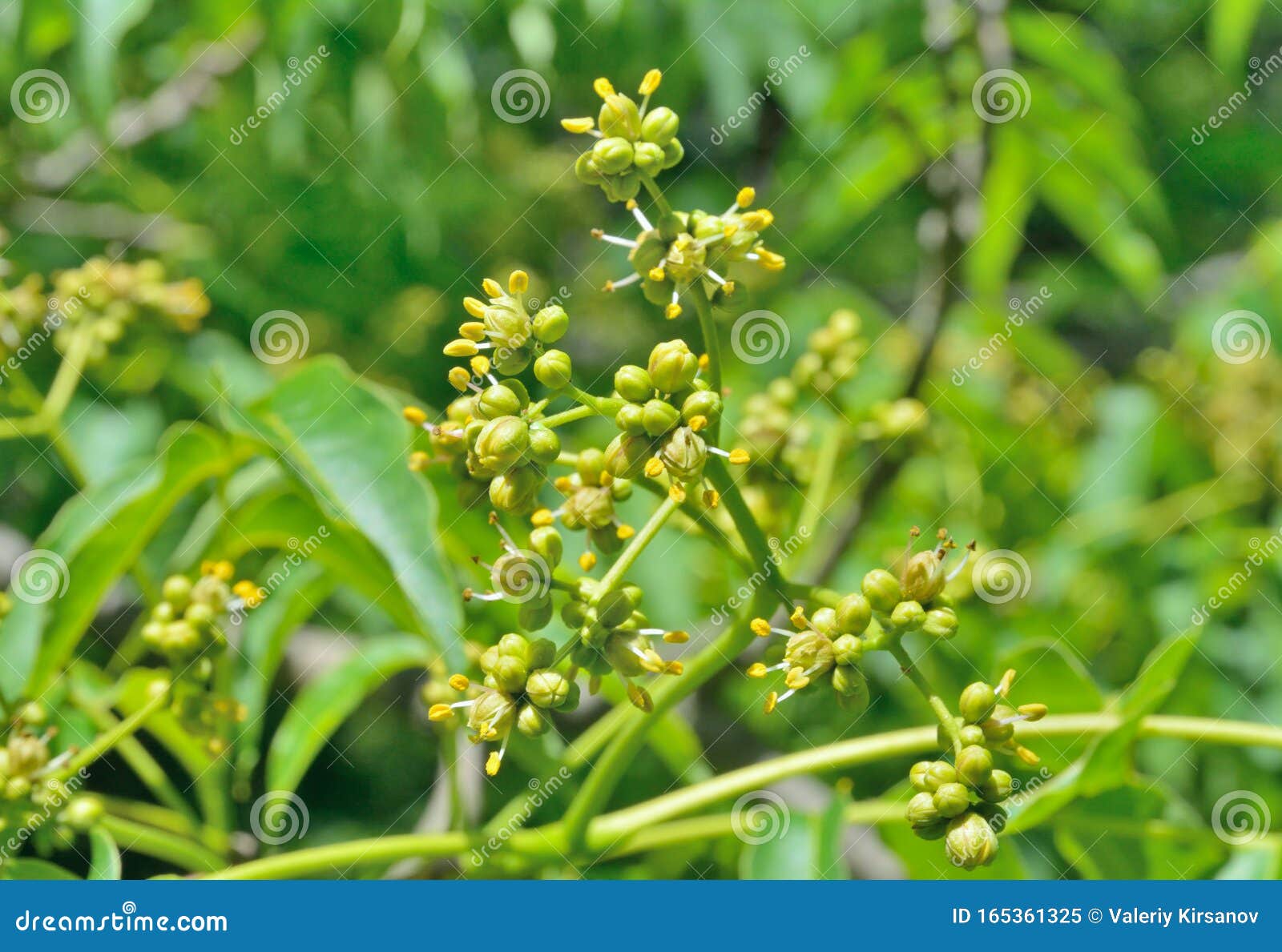 Blooming cork tree 7 stock image. Image of details, flower 165361325