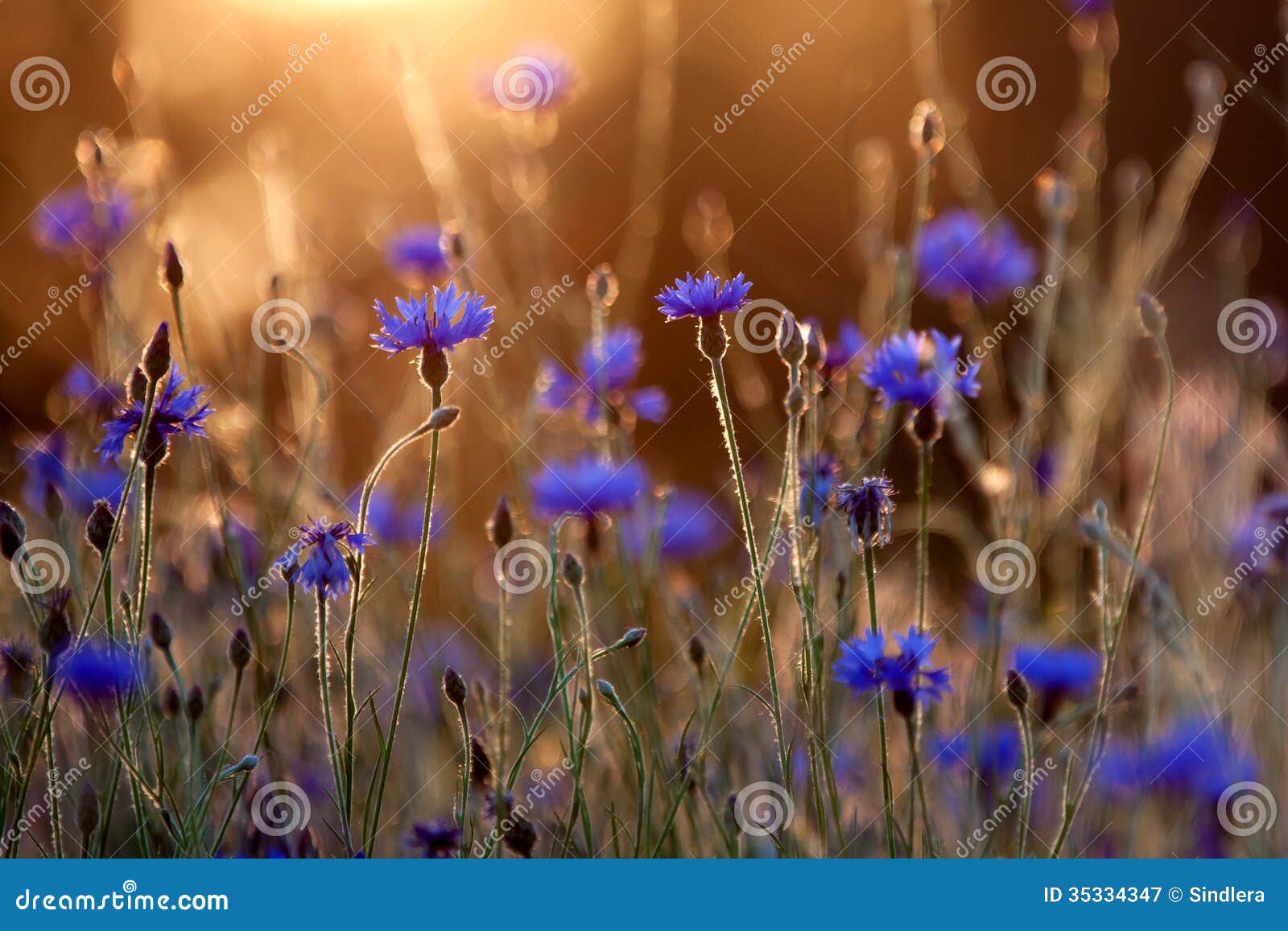 Blooming cornflower. stock image. Image of dawn, glow 35334347