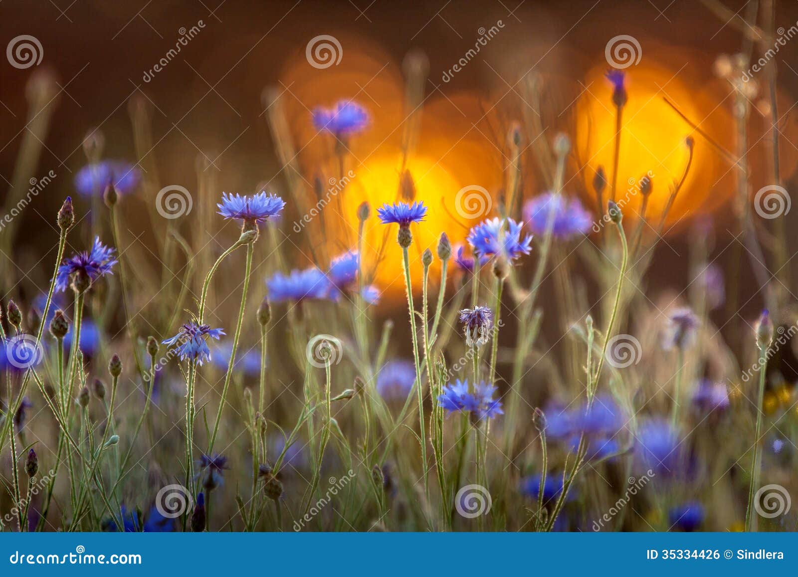 Blooming cornflower. stock photo. Image of cornflower 35334426