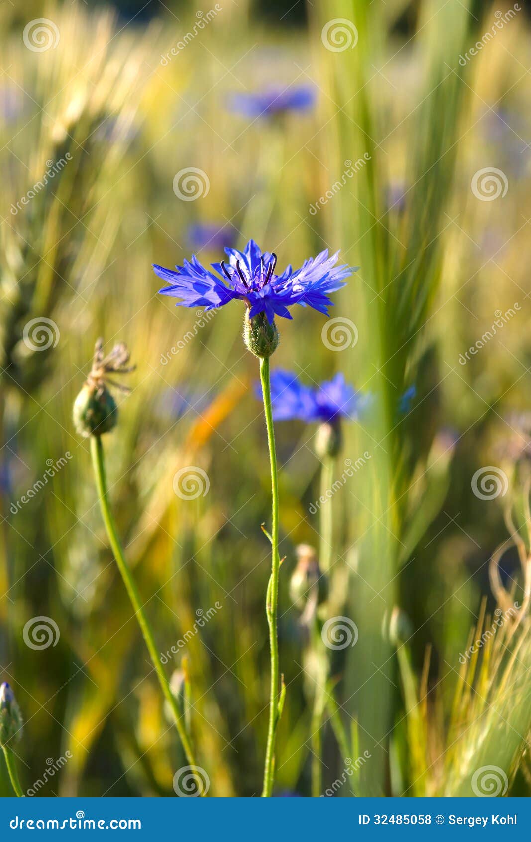 Blooming Cornflower stock photo. Image of plants, nature 32485058