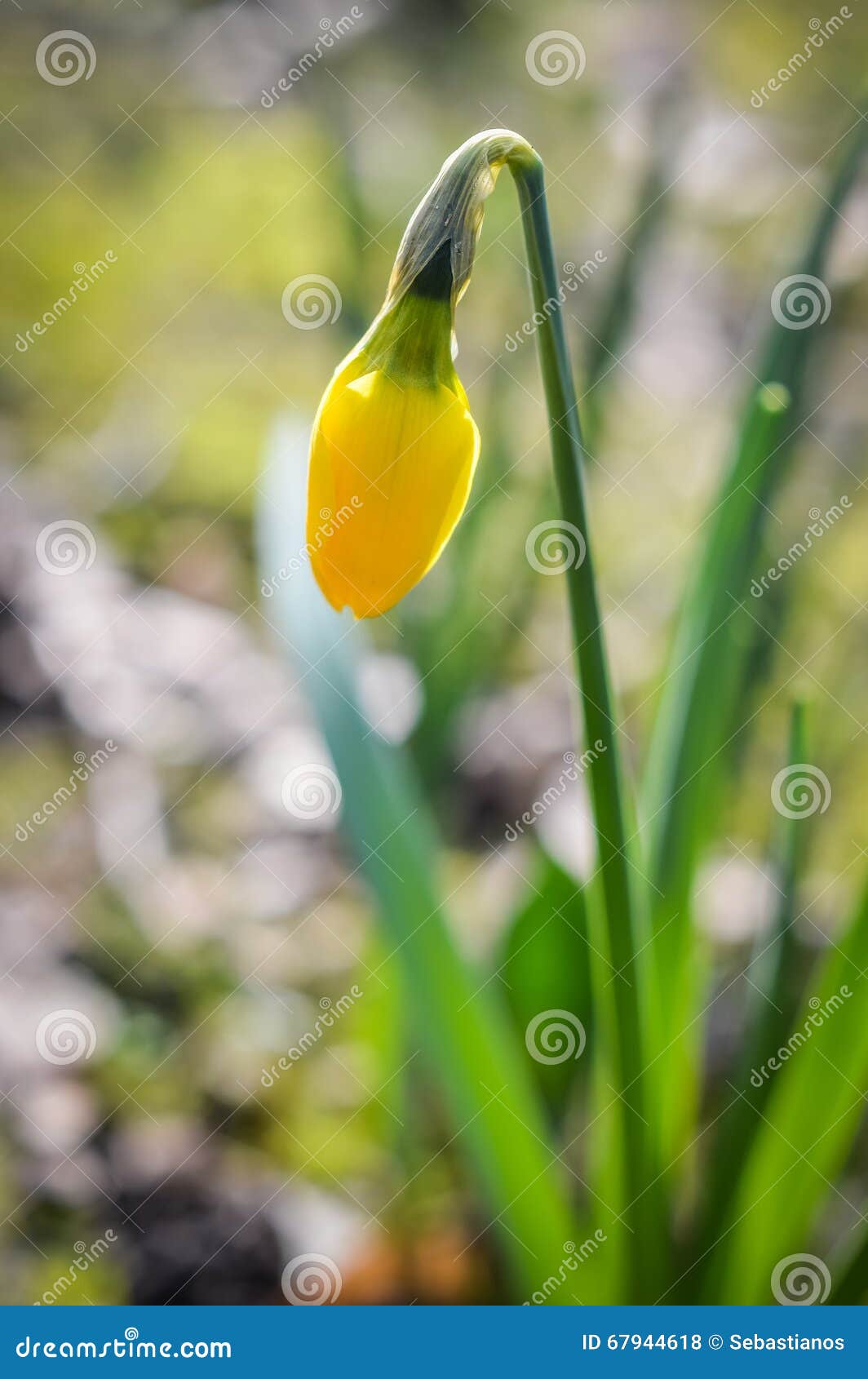 Blooming daffodil bud stock photo. Image of nature, outdoors 67944618