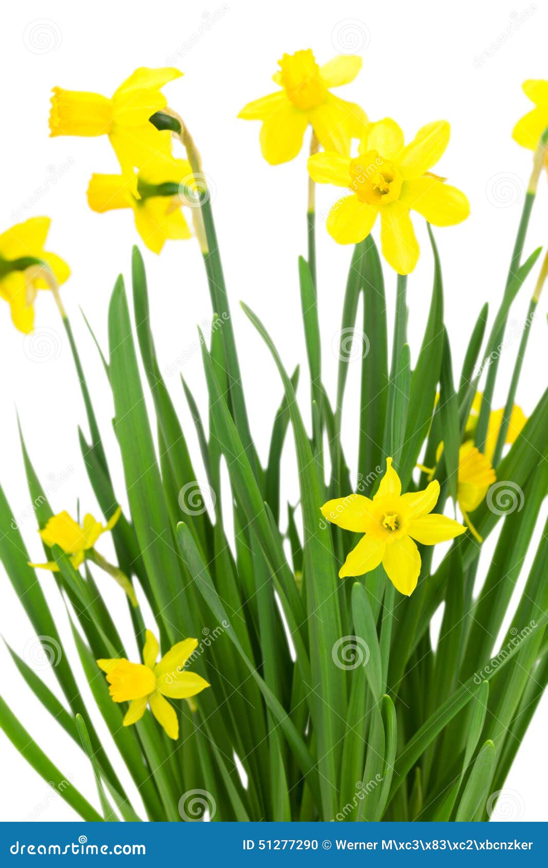 Blooming daffodils flowers stock photo. Image of plant 51277290
