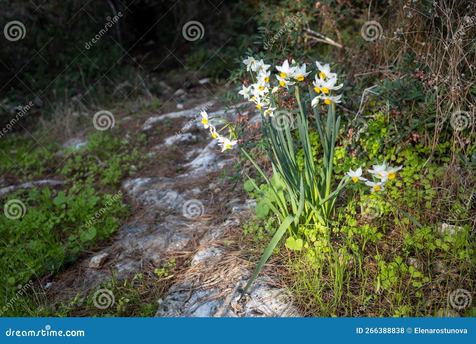 Blooming daffodils stock photo. Image of linzone, architecture 266388838