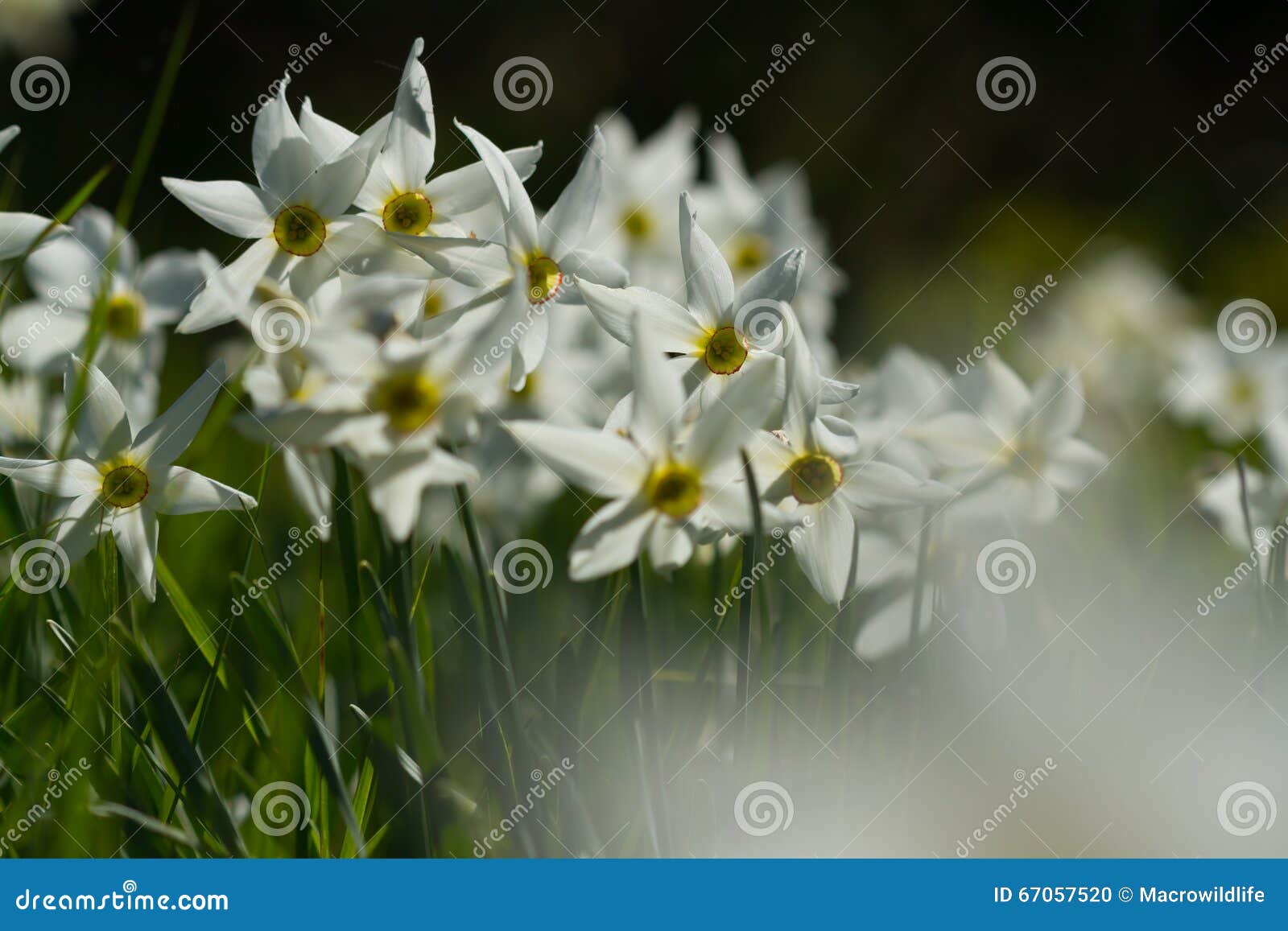 Blooming Daffodils in Mountains Inl Sunlight Stock Photo Image of color, alpine 67057520