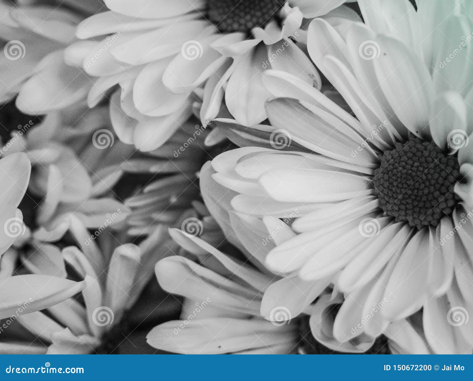 Blooming Daisies Wallpaper Black And White Stock Photo Image Of Blooming Daisies Wallpaper Black And White Stock Photo Image Of