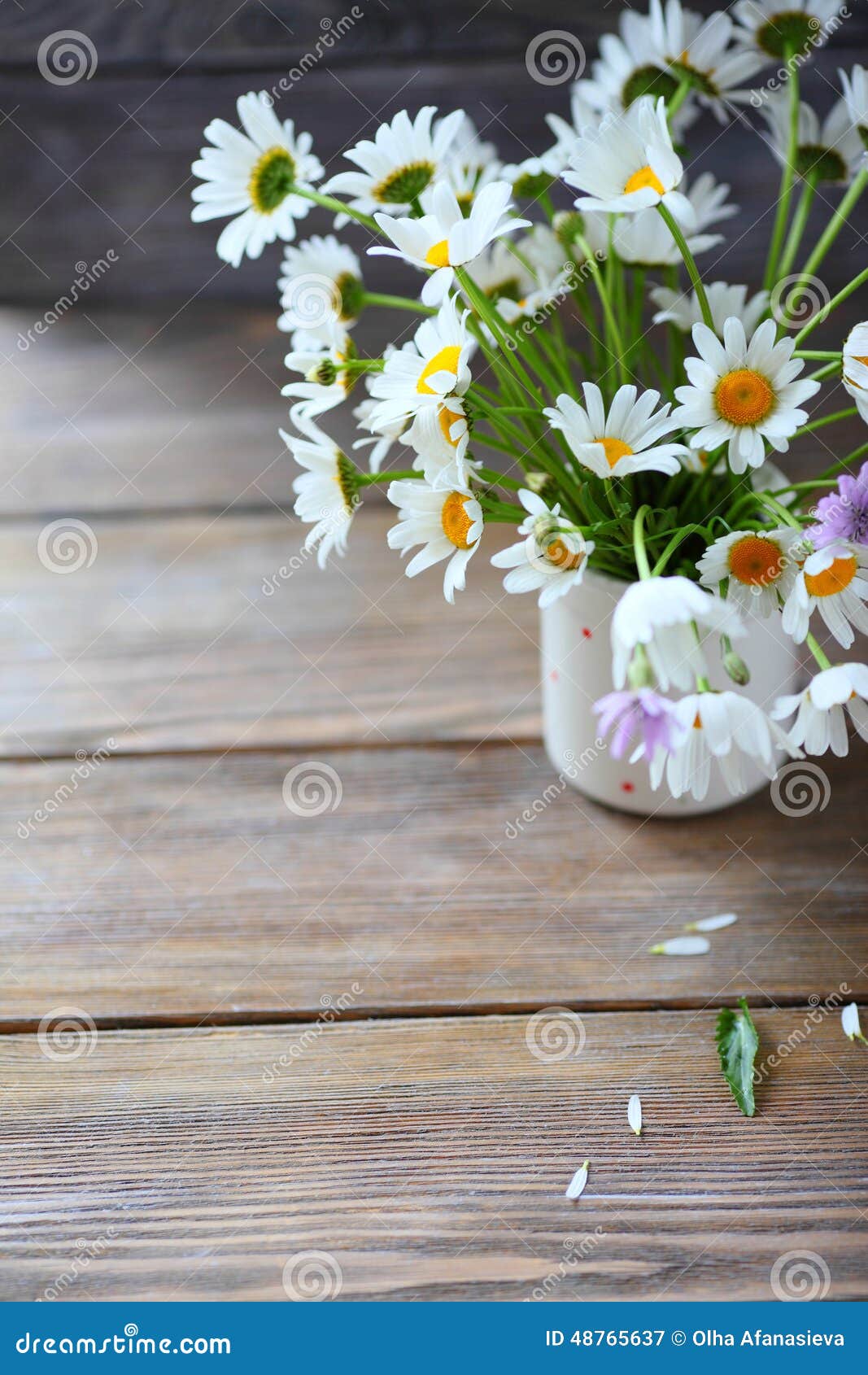 Blooming Daisies in a White Vase Stock Image Image of beautiful, composition 48765637
