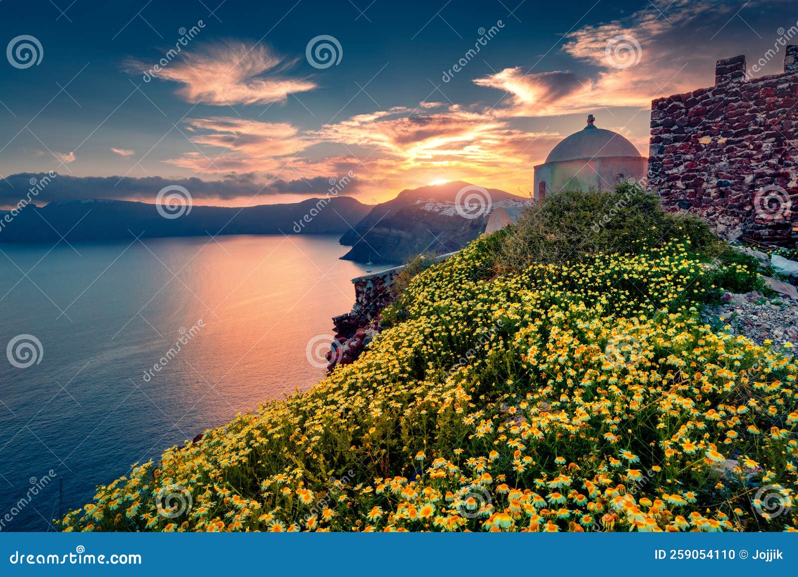 blooming dasie flovers on the volcanic coast on santorini island.