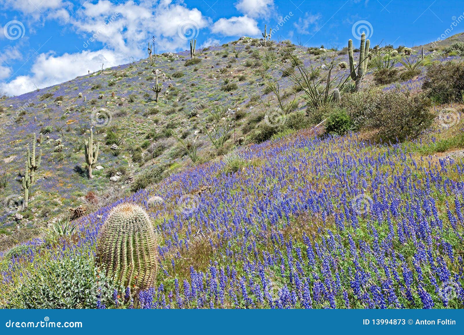 Blooming Desert stock image. Image of plants, coulter 13994873