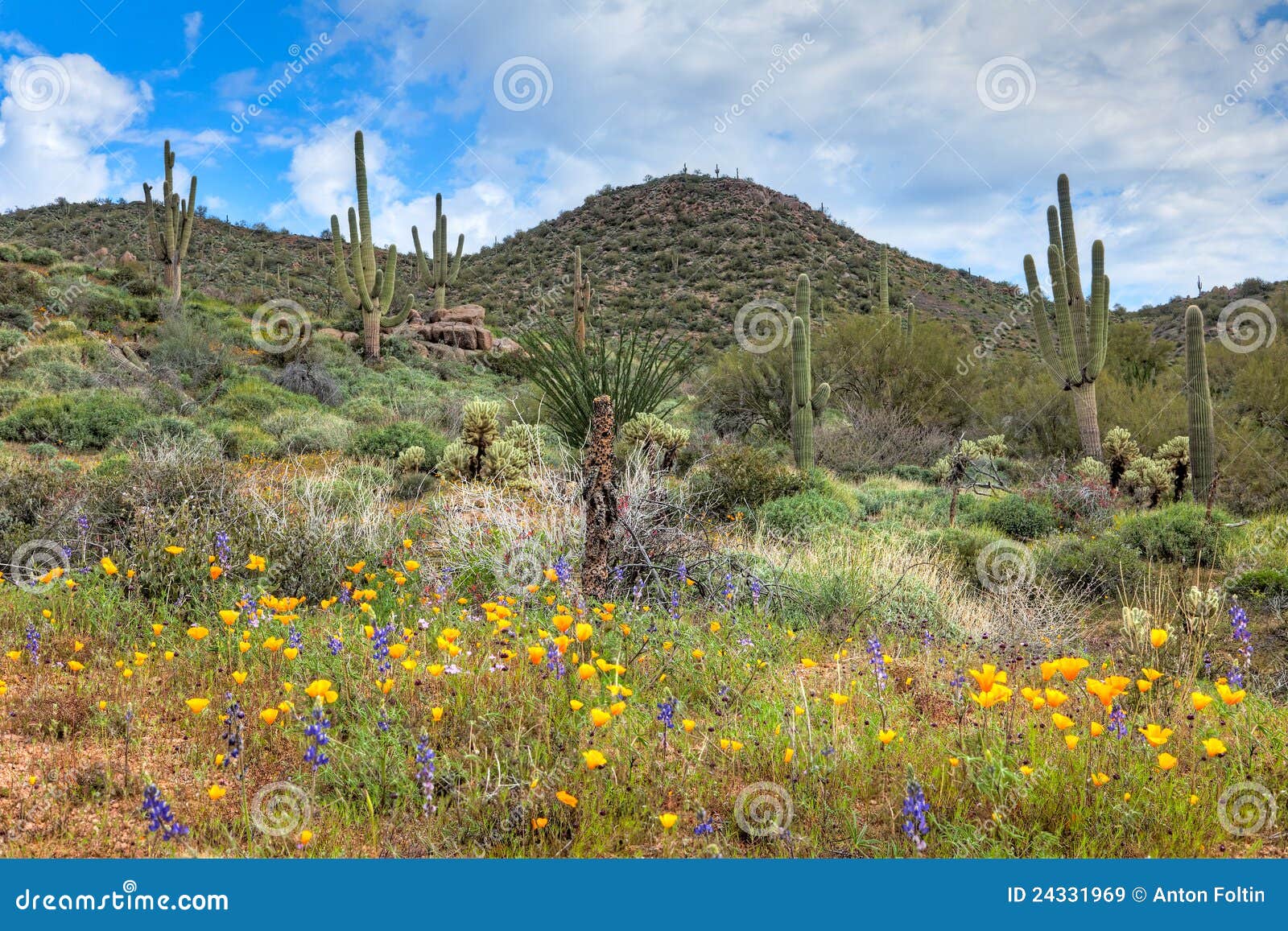 Blooming Desert stock image. Image of wildflower, southwest - 24331969