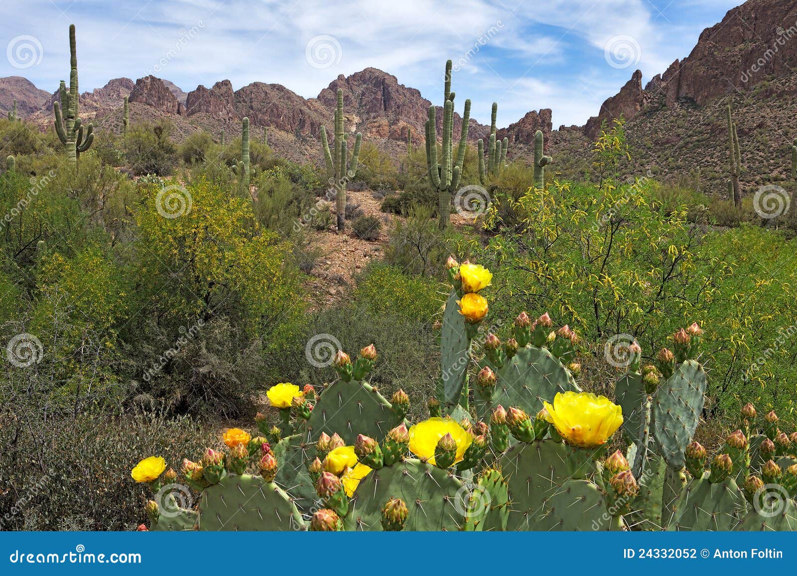 Blooming Desert stock photo. Image of paloverde, prickly - 24332052