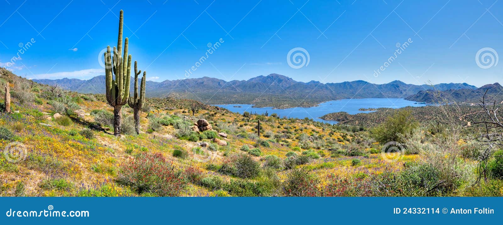 Blooming Desert stock photo. Image of chuparosa, desert 24332114