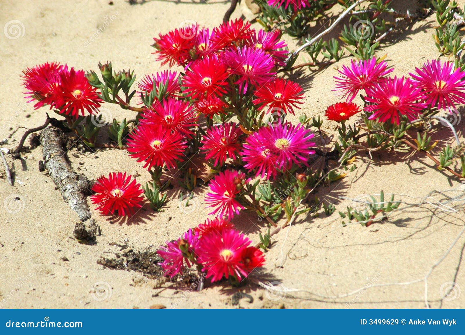 Blooming desert stock image. Image of sandy, deserted 3499629