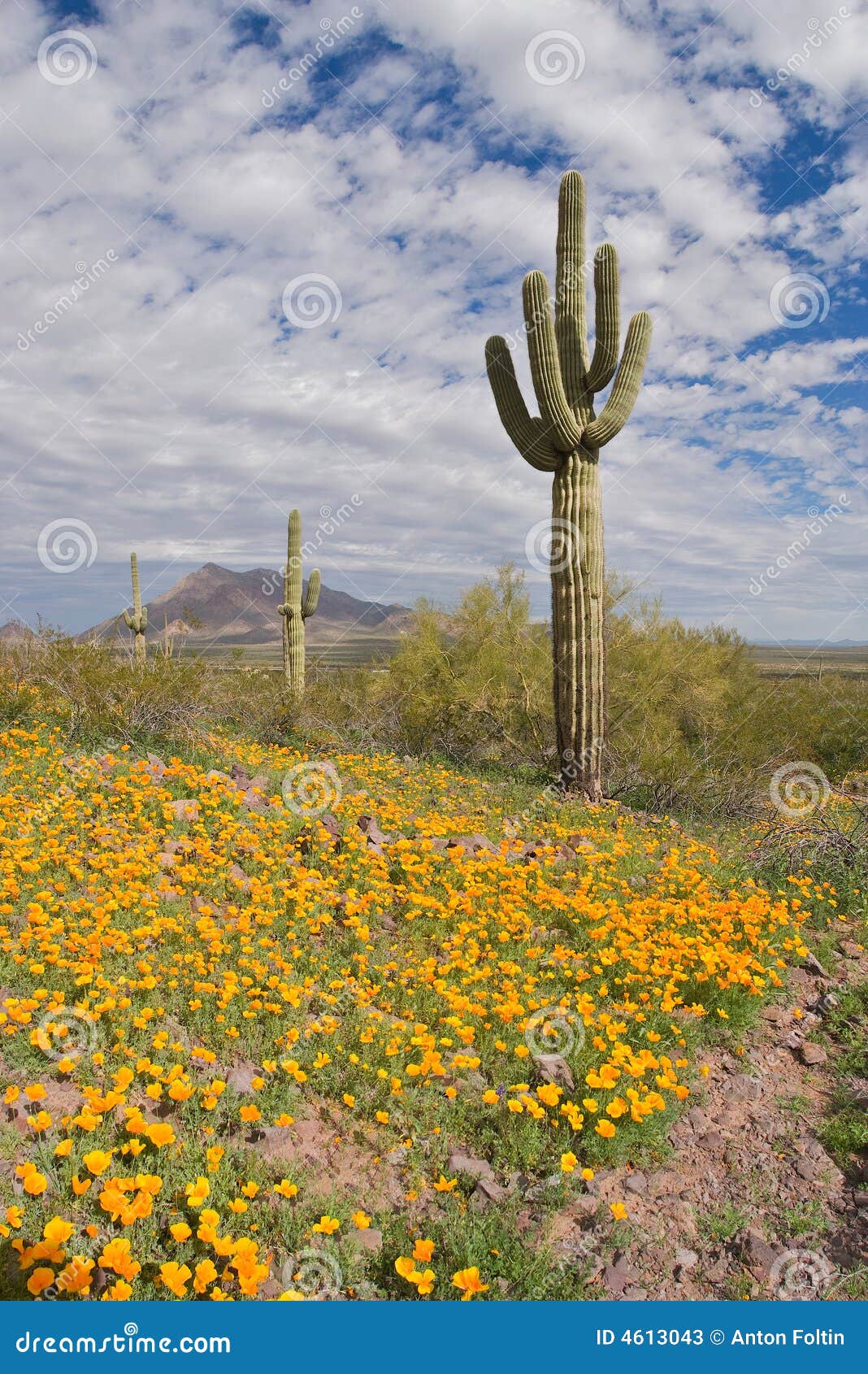 blooming desert