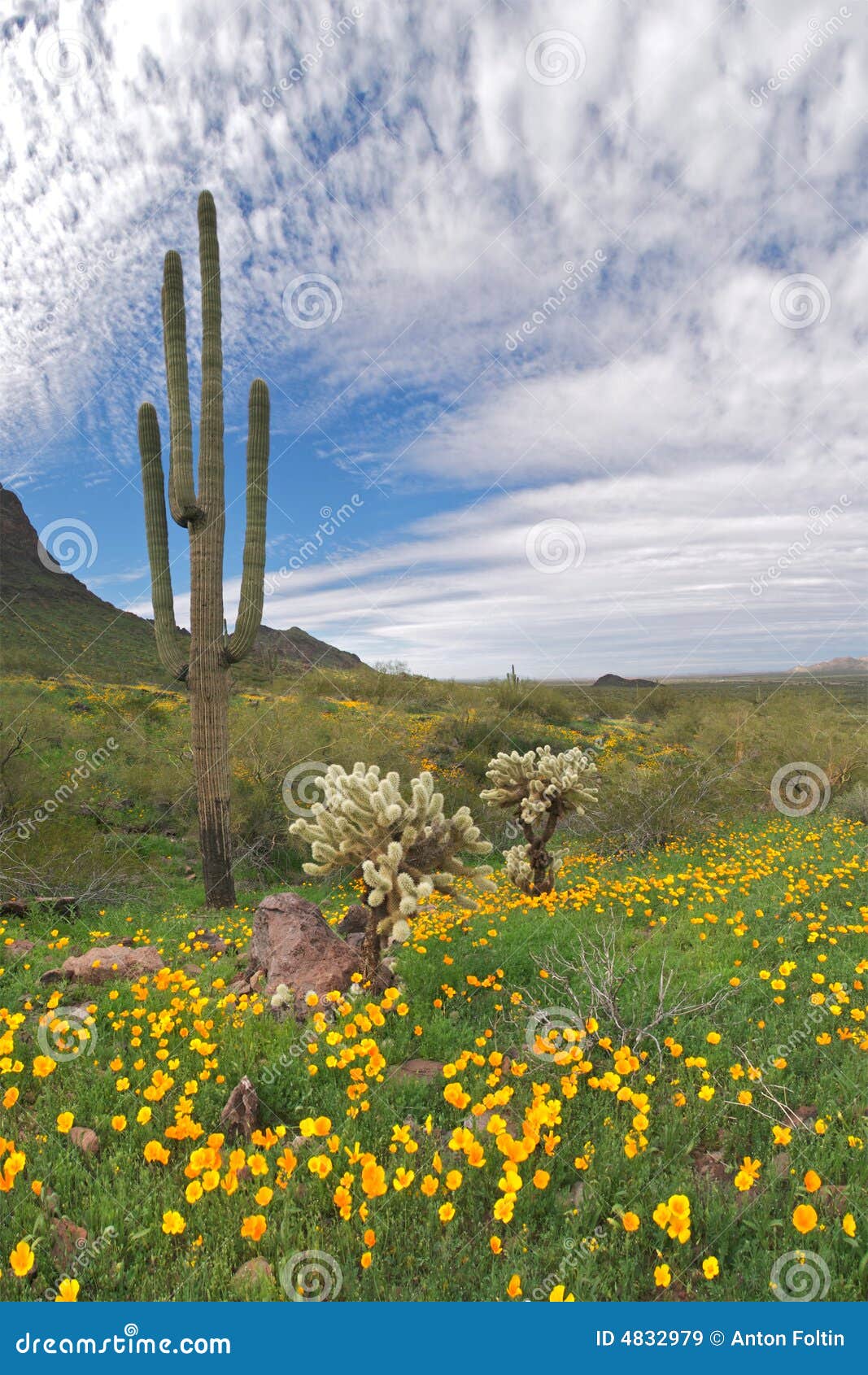Blooming Desert stock image. Image of southwest, arizona - 4832979