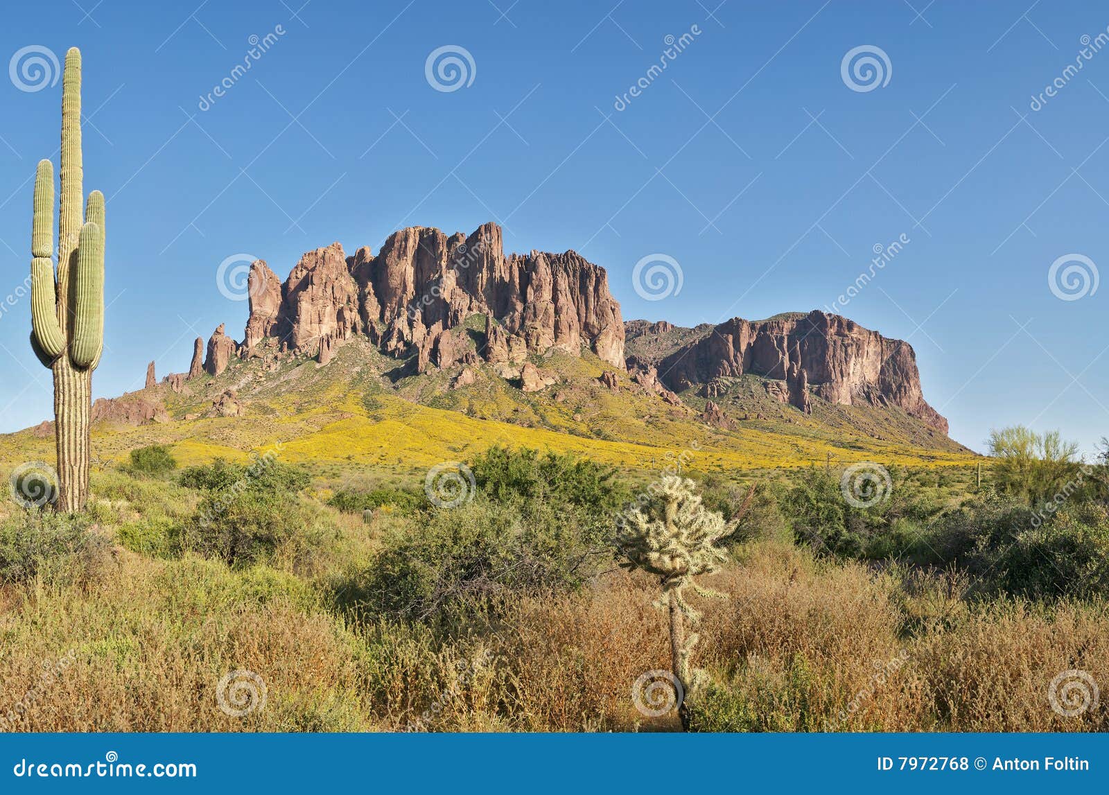 Blooming Desert stock photo. Image of panorama, superstition 7972768