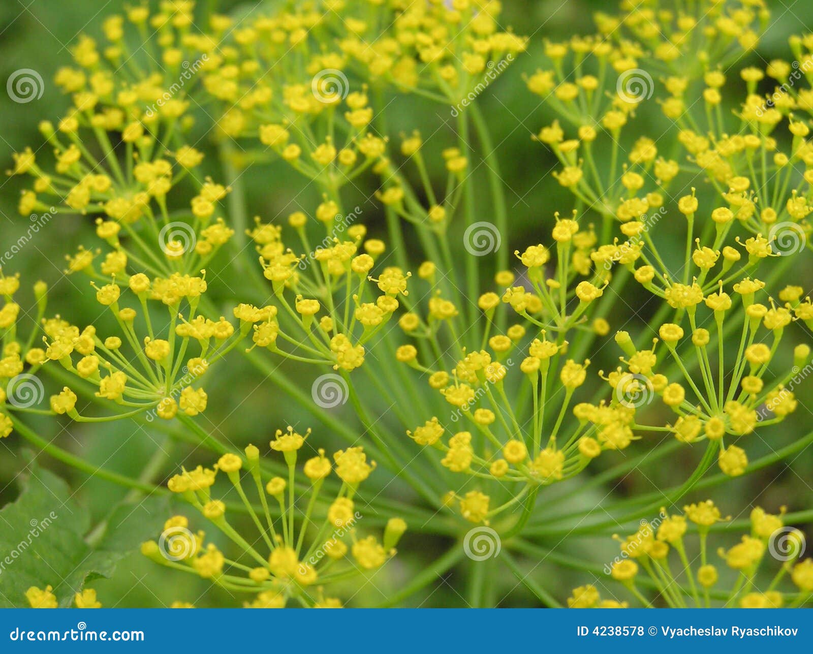 Blooming dill stock photo. Image of blooming, green, flora 4238578
