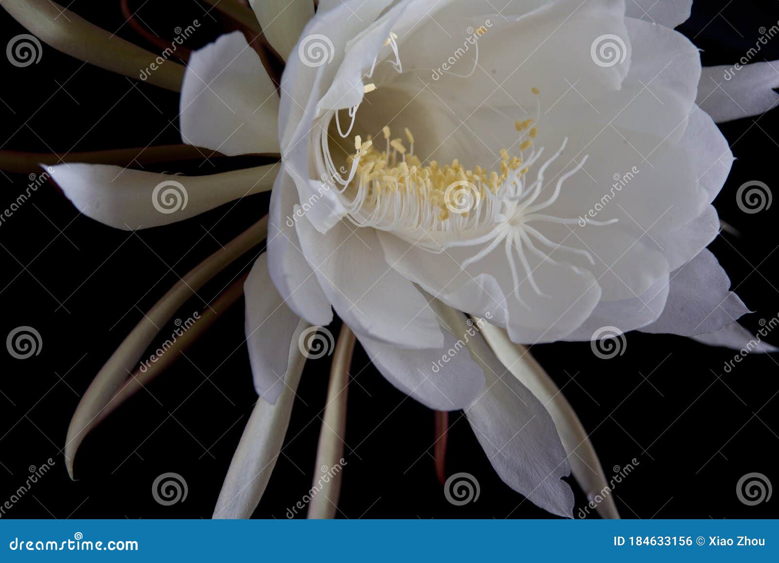 Dutchmans Pipe Cactus Stock Photo Image Of Dutchmans