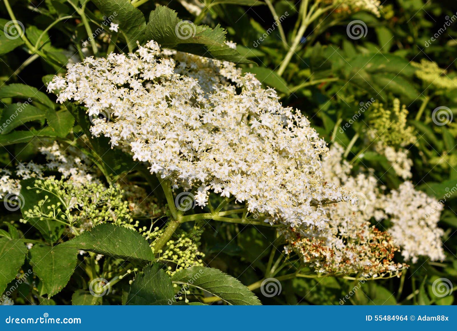 Blooming Elderflower in Garden Stock Photo Image of floral, flora