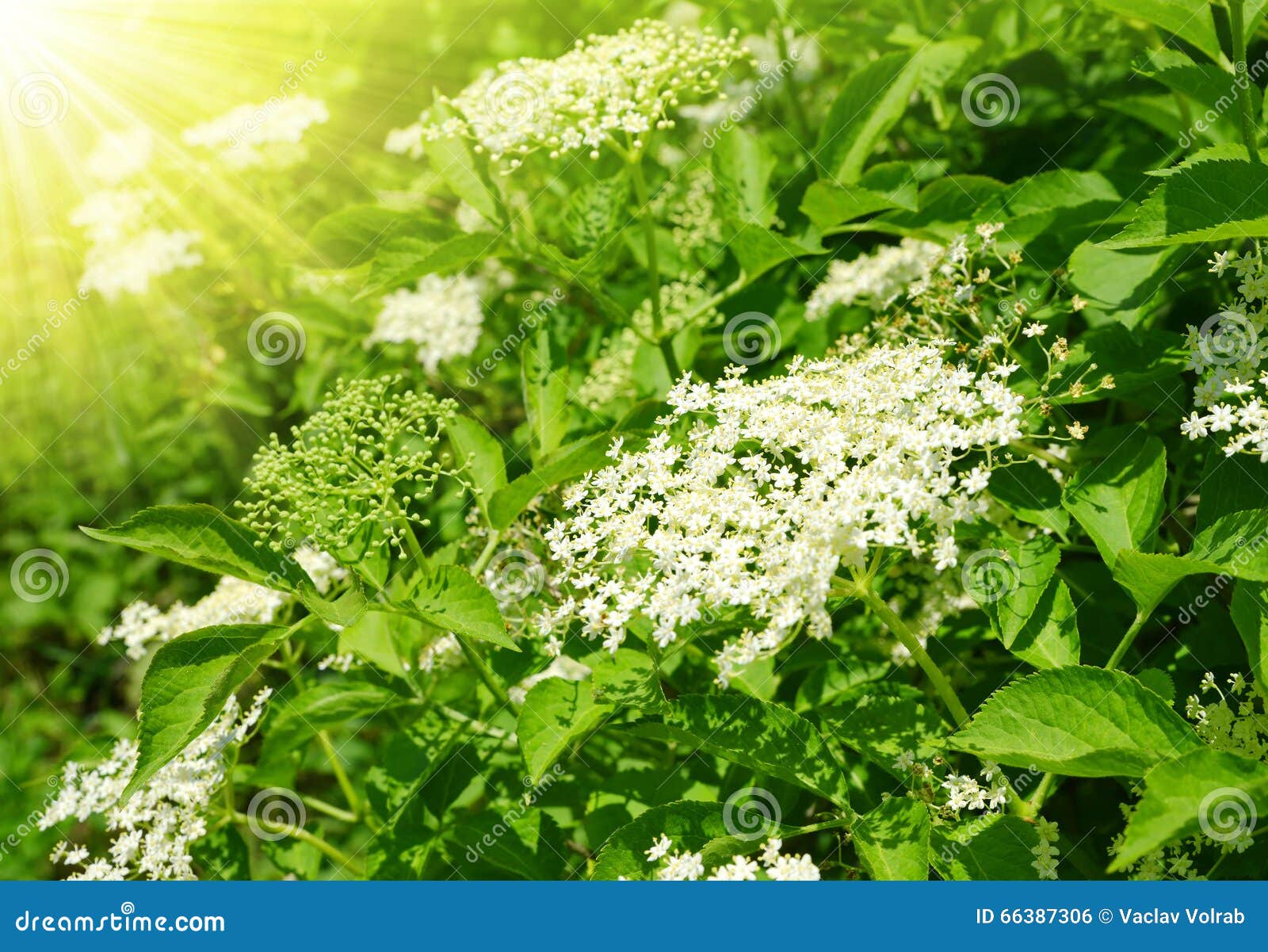 Blooming Elderflower In Garden Sambucus Nigra . Common Names Elder