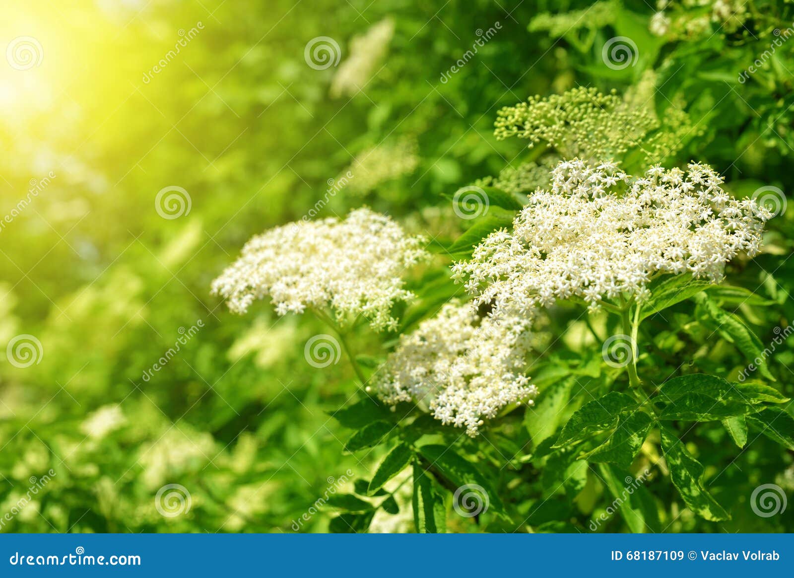 Blooming elderflower stock image. Image of branch, fragrant 68187109