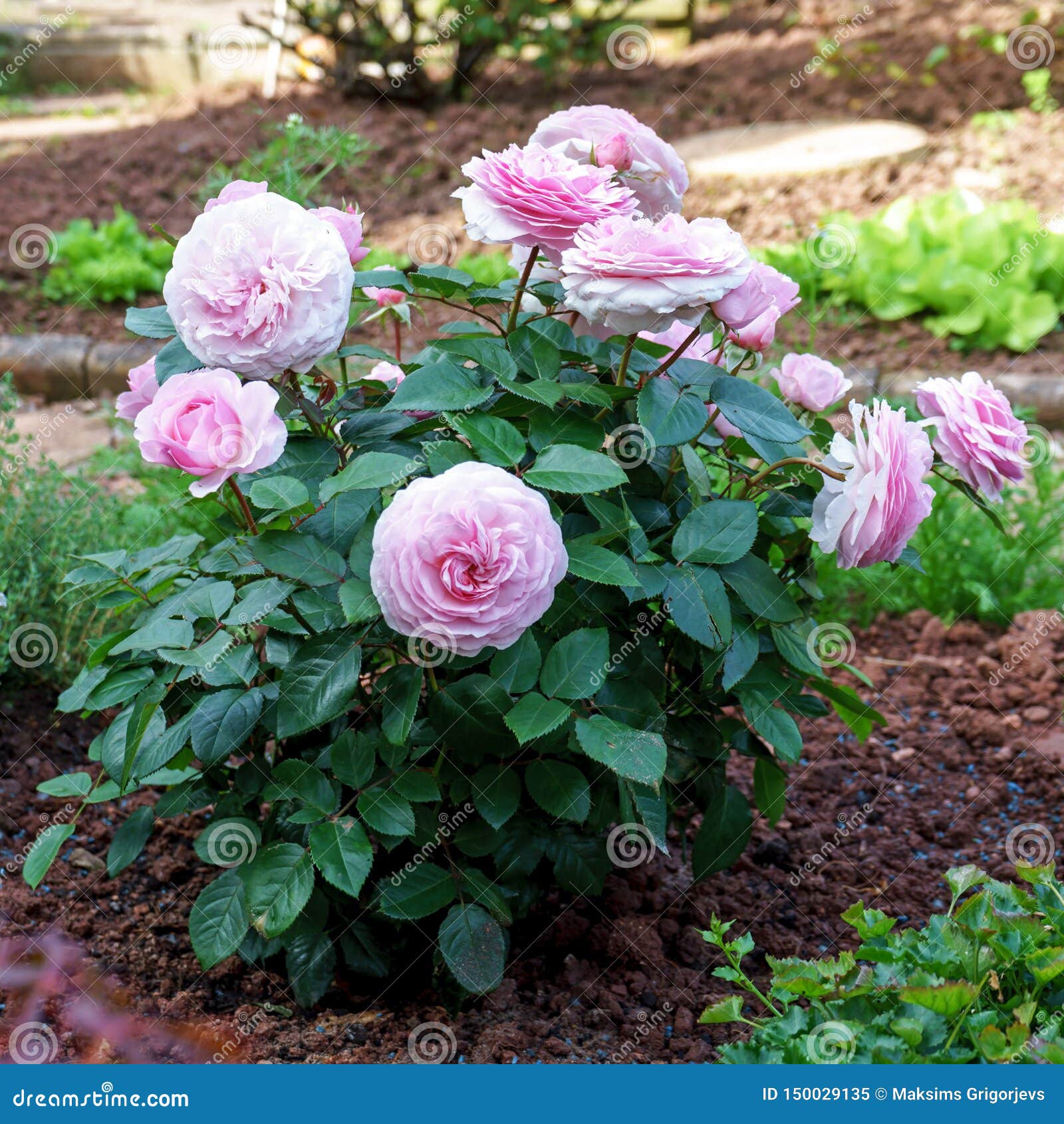 Blooming English Peony Rose Shrub In The Garden On A Sunny Day Olivia David Austin Stock Image Image Of Beauty English
