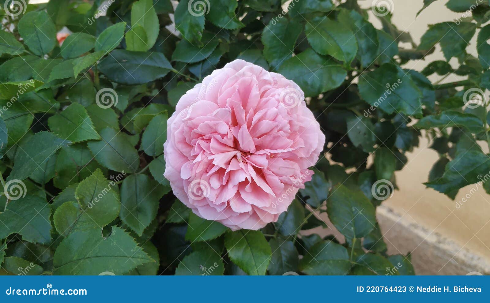Blooming English Peony Rose Shrub In The Garden On A Sunny Day Olivia David Austin Stock Image Image Of Celebration Gift
