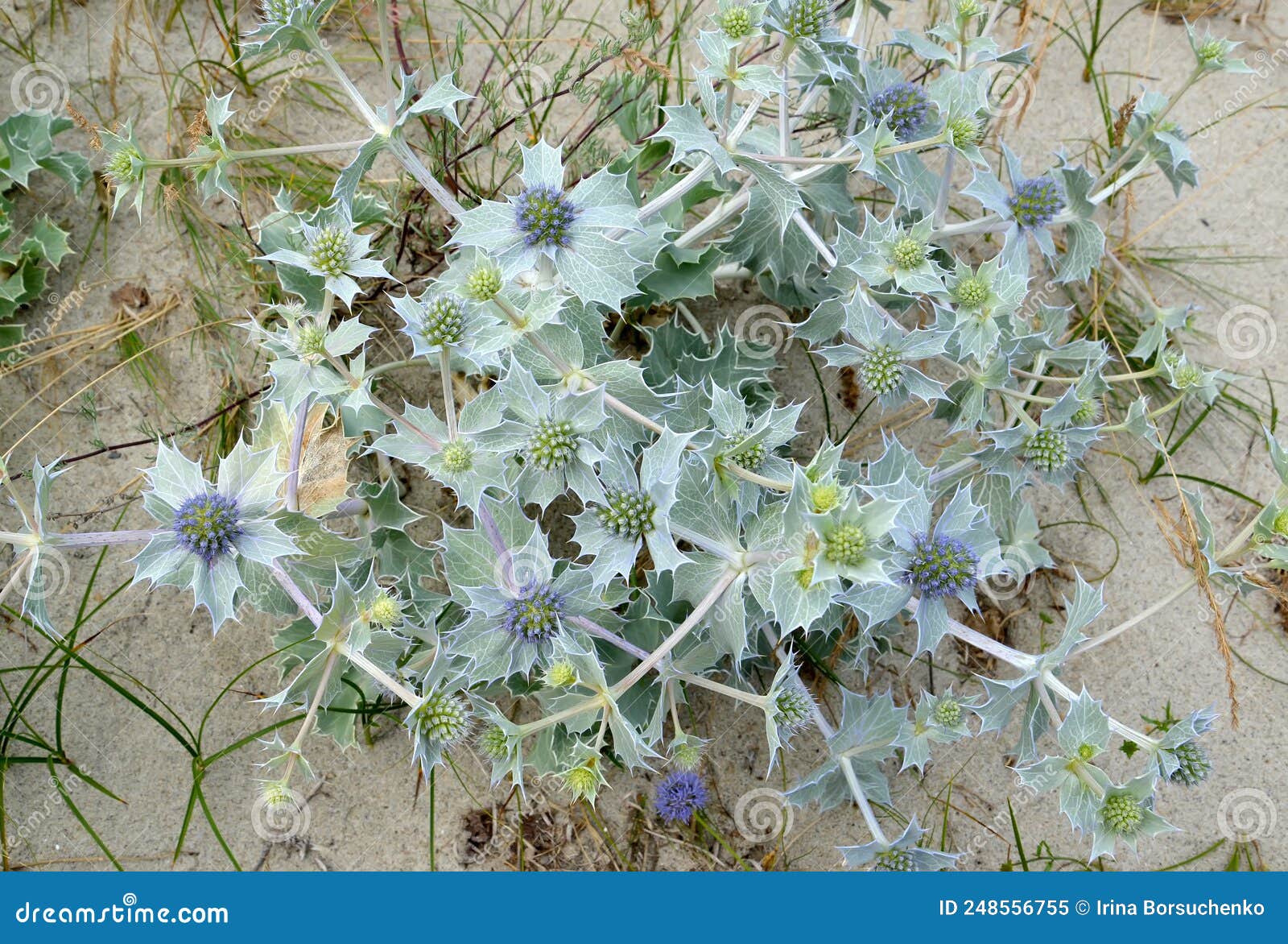 Blooming Eryngium Maritime Eryngium Maritimum L Stock Image Image of