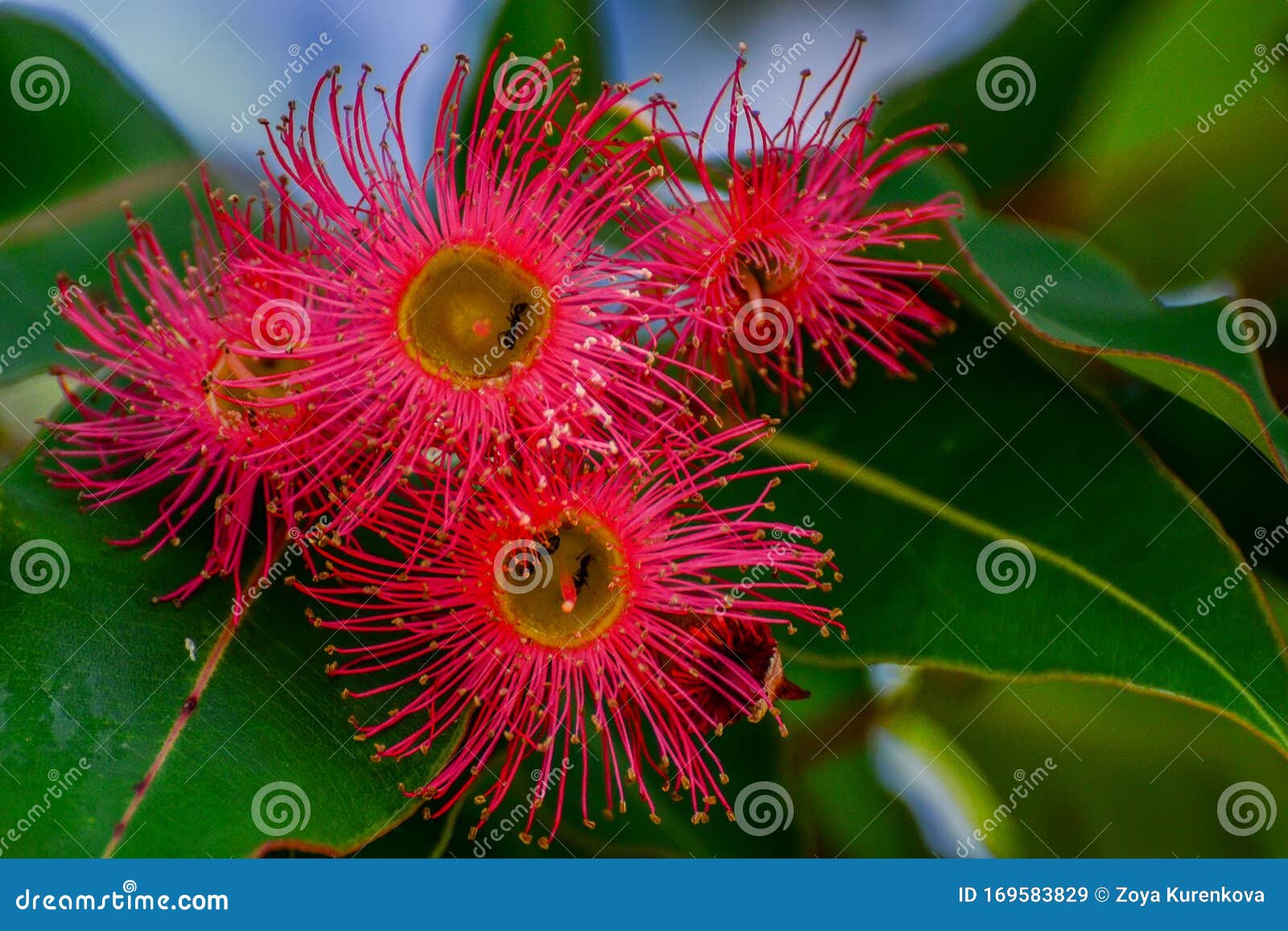 Blooming Eucalyptus Tree In Australia Stock Photography CartoonDealer